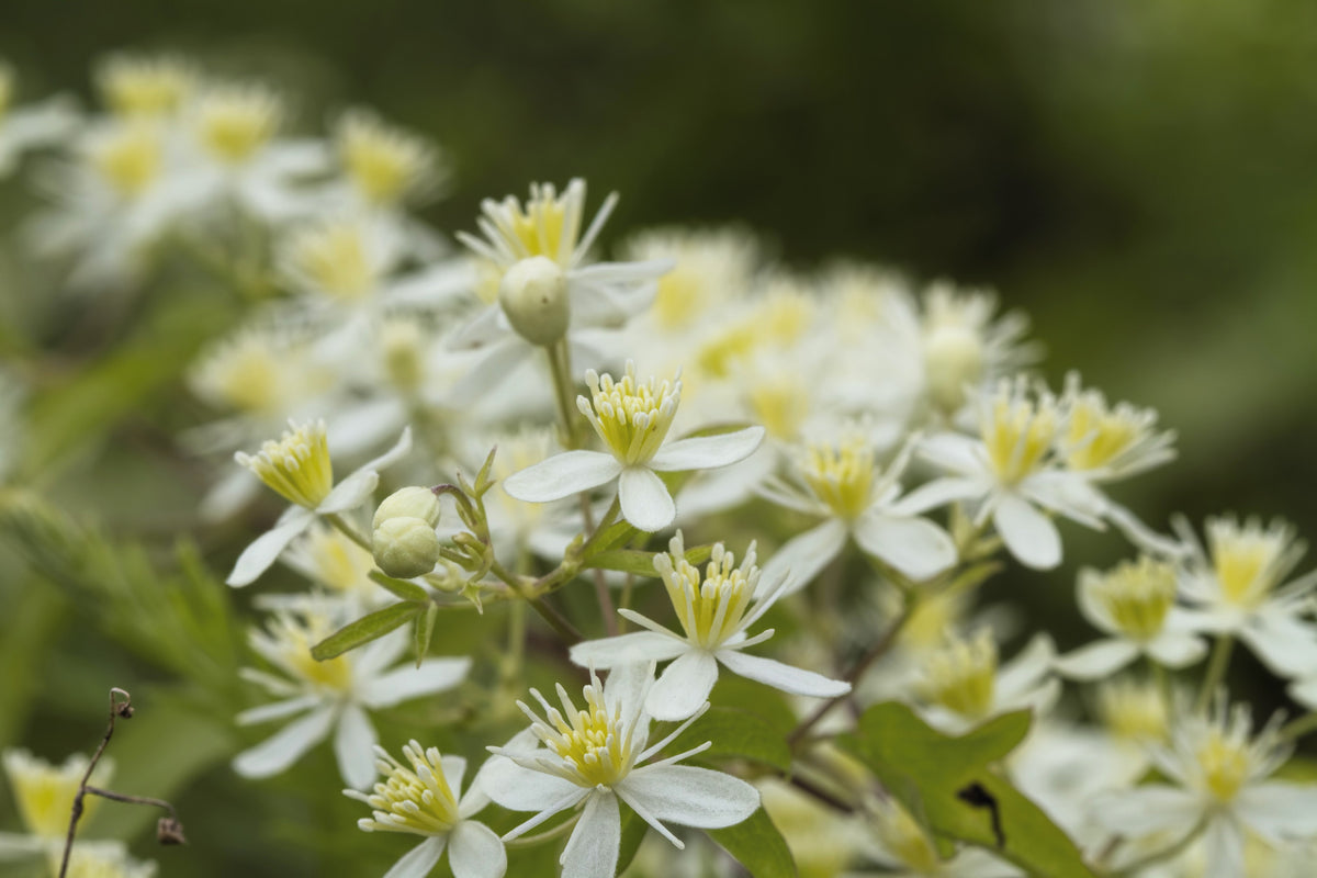 20 WHITE CLEMATIS Virginiana / Virgins Bower Flower Vine Seeds