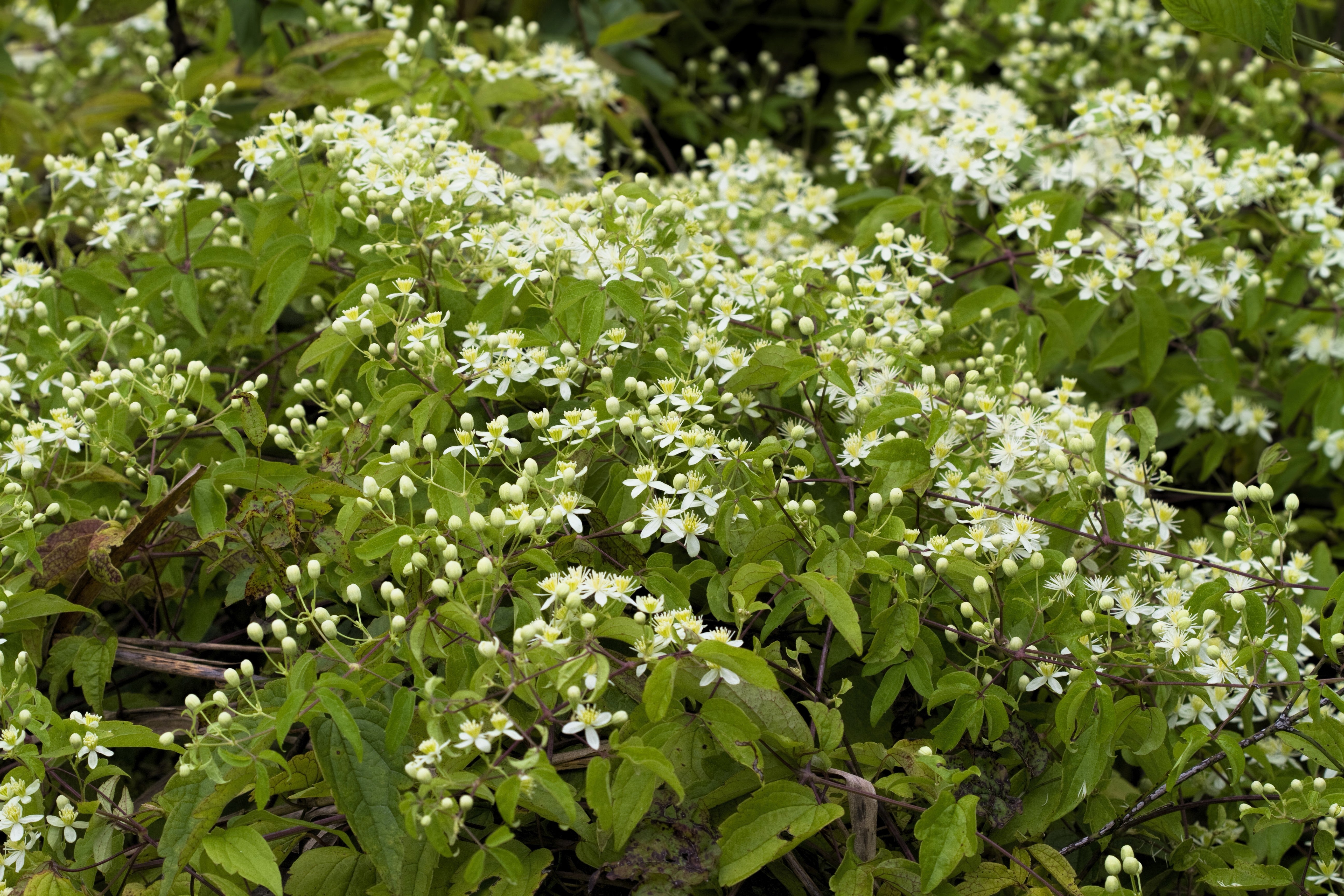 20 WHITE CLEMATIS Virginiana / Virgins Bower Flower Vine Seeds