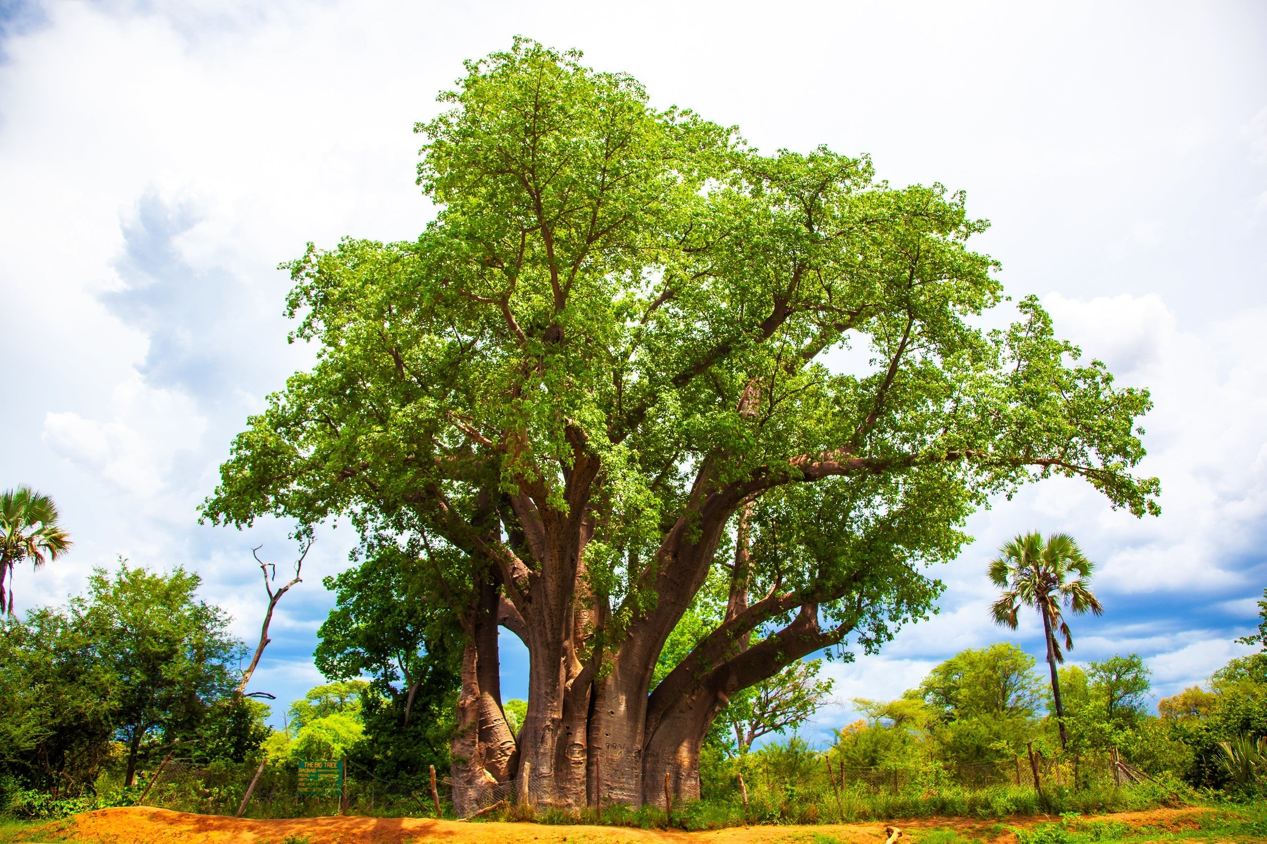 5 African BAOBAB TREE Adansonia Digitata Monkey Bread Judas Fruit Seeds