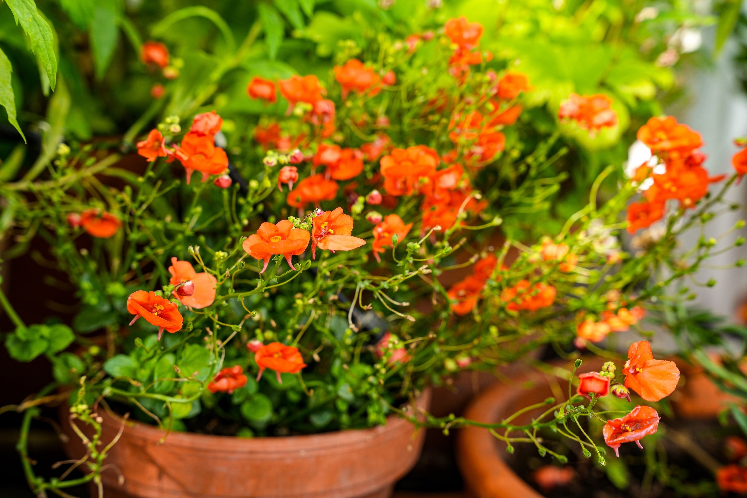 50 SCARLET MASK FLOWER Hummingbird Plant Red Alonsoa Warscewiczii Seeds