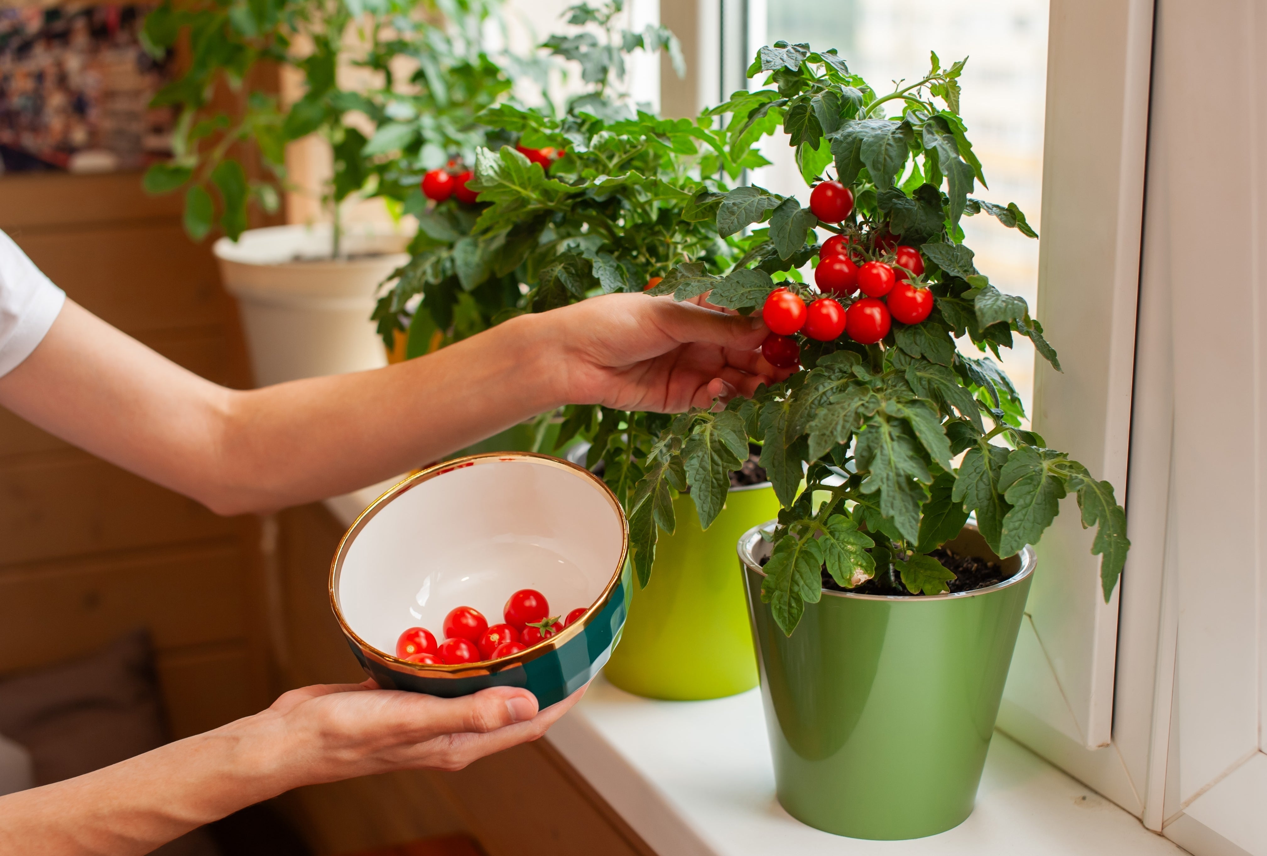 500 BULK Dwarf Cherry TOMATO TINY TIM Solanum Lycoperscium Red Fruit Seeds