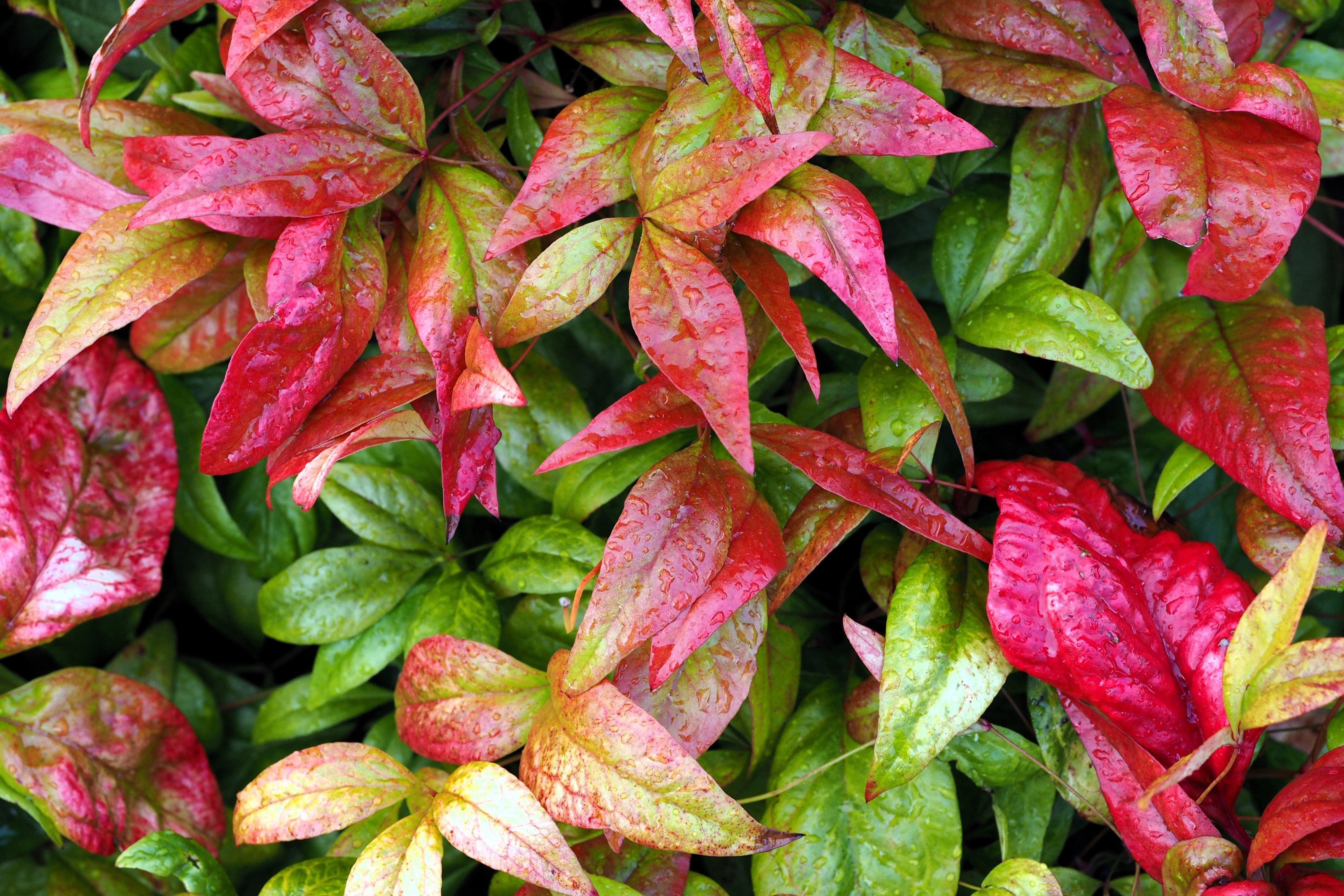 50 HEAVENLY BAMBOO Sacred Nandina Domestica Pink Red Sun Shade Shrub Seeds