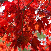 Emperor Japanese Maple