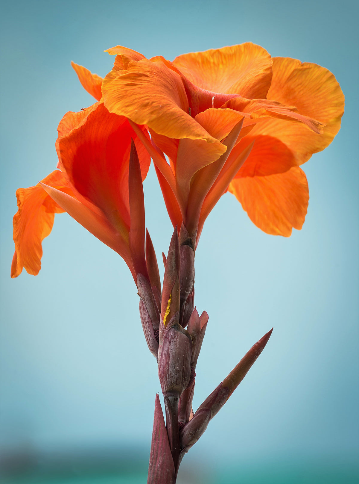 5 ORANGE CANNA LILY Indian Shot Arrowroot Canna Indica Flower Seeds