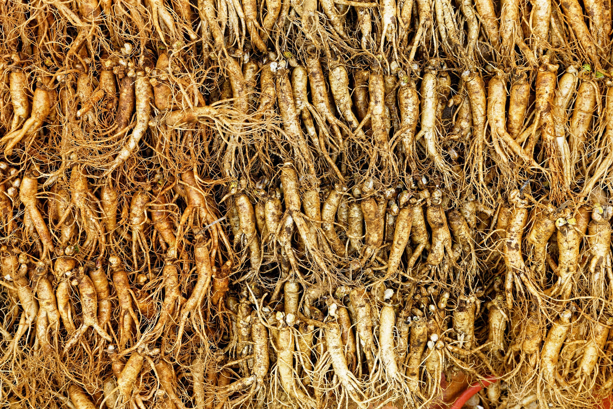15 Asian KOREAN GINSENG Panax Shade Chinese Herb Seeds