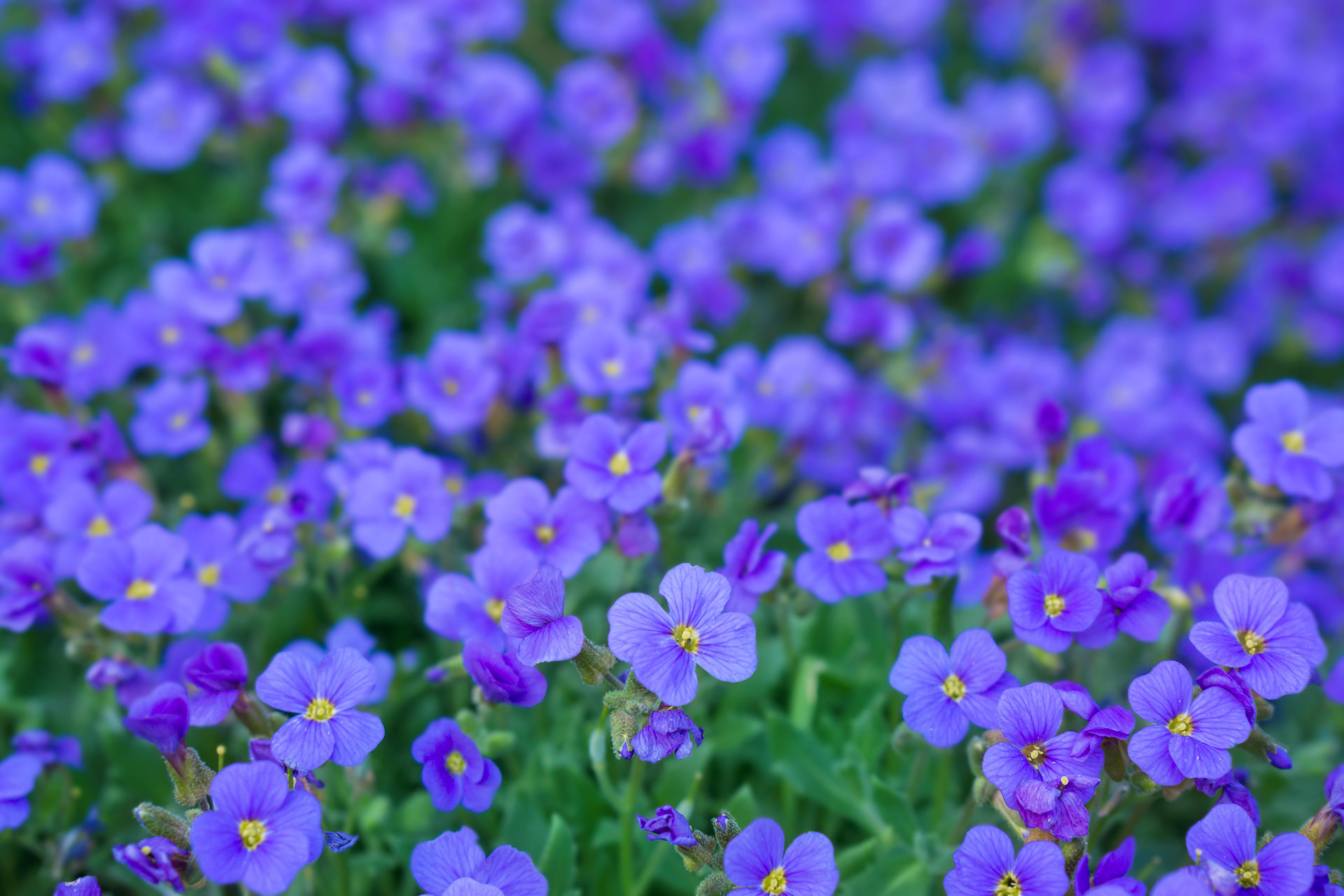 400 RAINBOW ROCKCRESS Rock Cress Large Flowered Aubrieta Cultorum Flower Seeds
