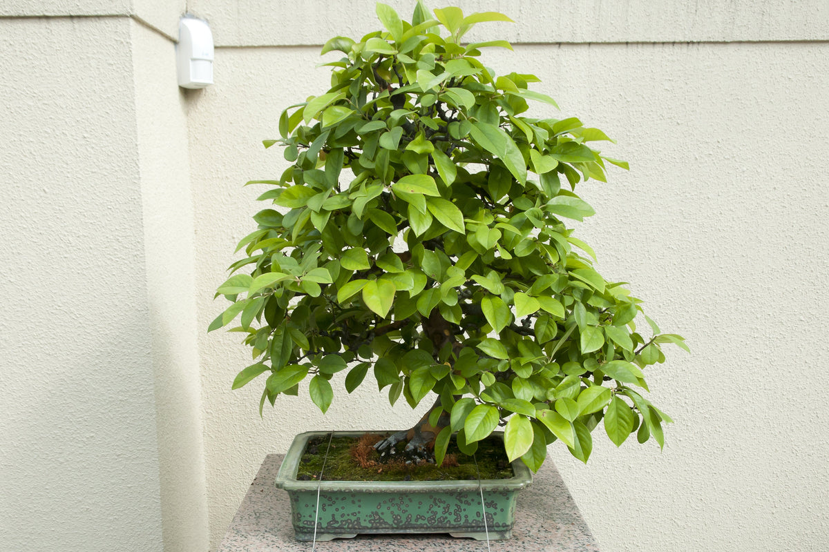 20 Chinese QUINCE FRUIT TREE Chaenomeles Sinensis Pseudocydonia Fruit Flower Seeds Thornless