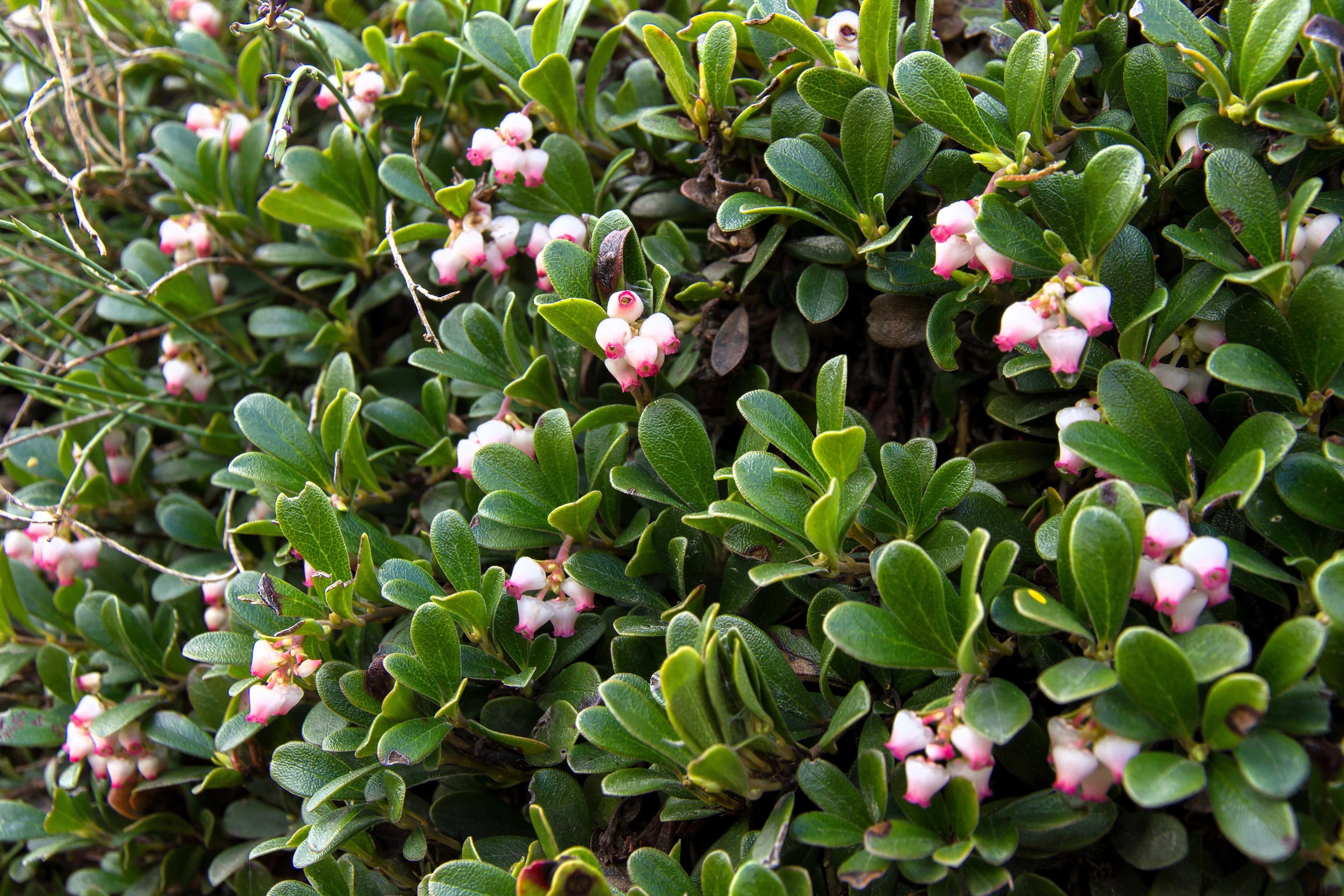 20 BEARBERRY Arctostaphylos Uva-Ursi Kinnikinnick Pinemat Manzanita Flower Seeds