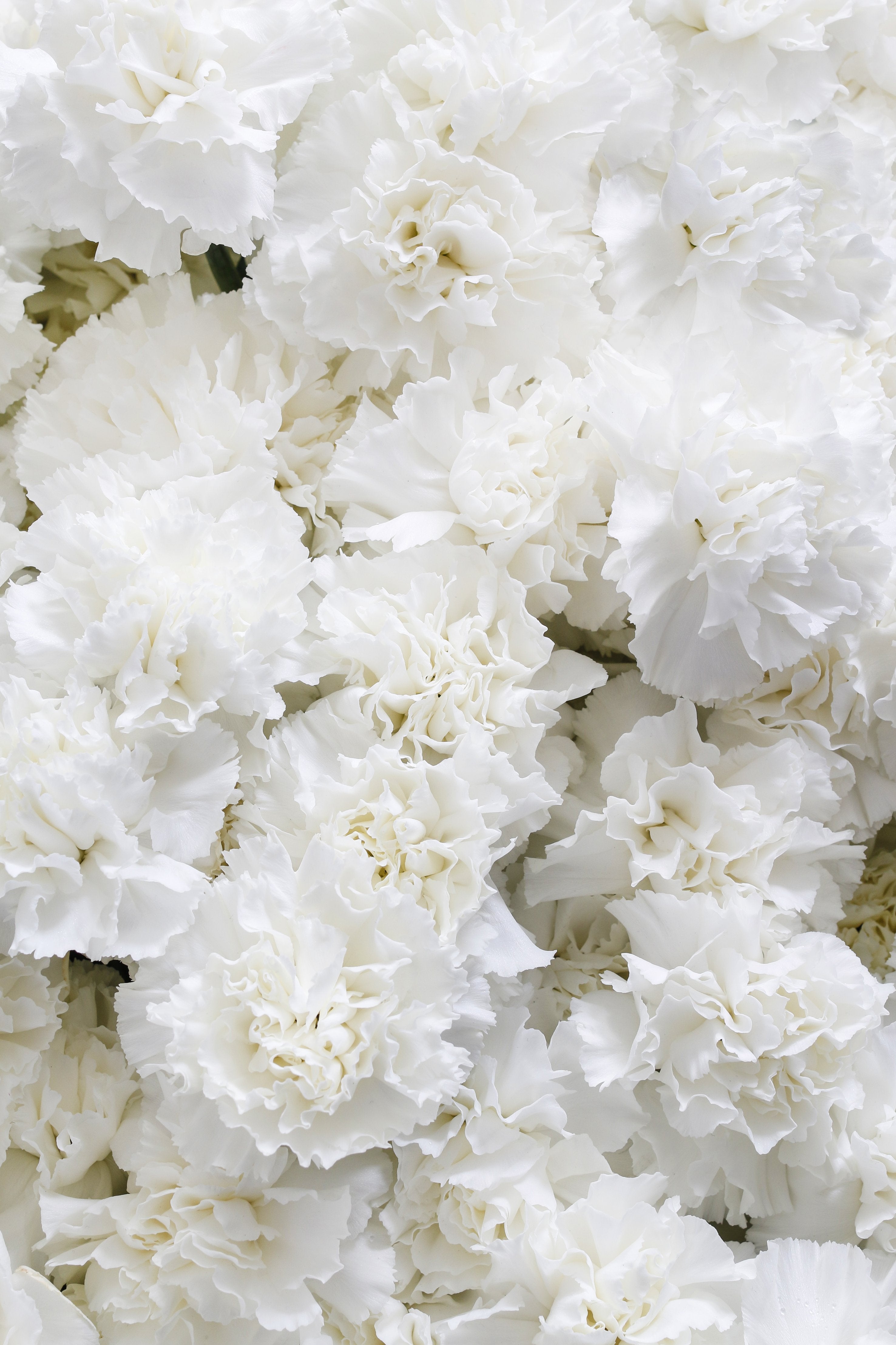 50 WHITE CARNATION Dianthus Caryophyllus Grenadin Flower Seeds