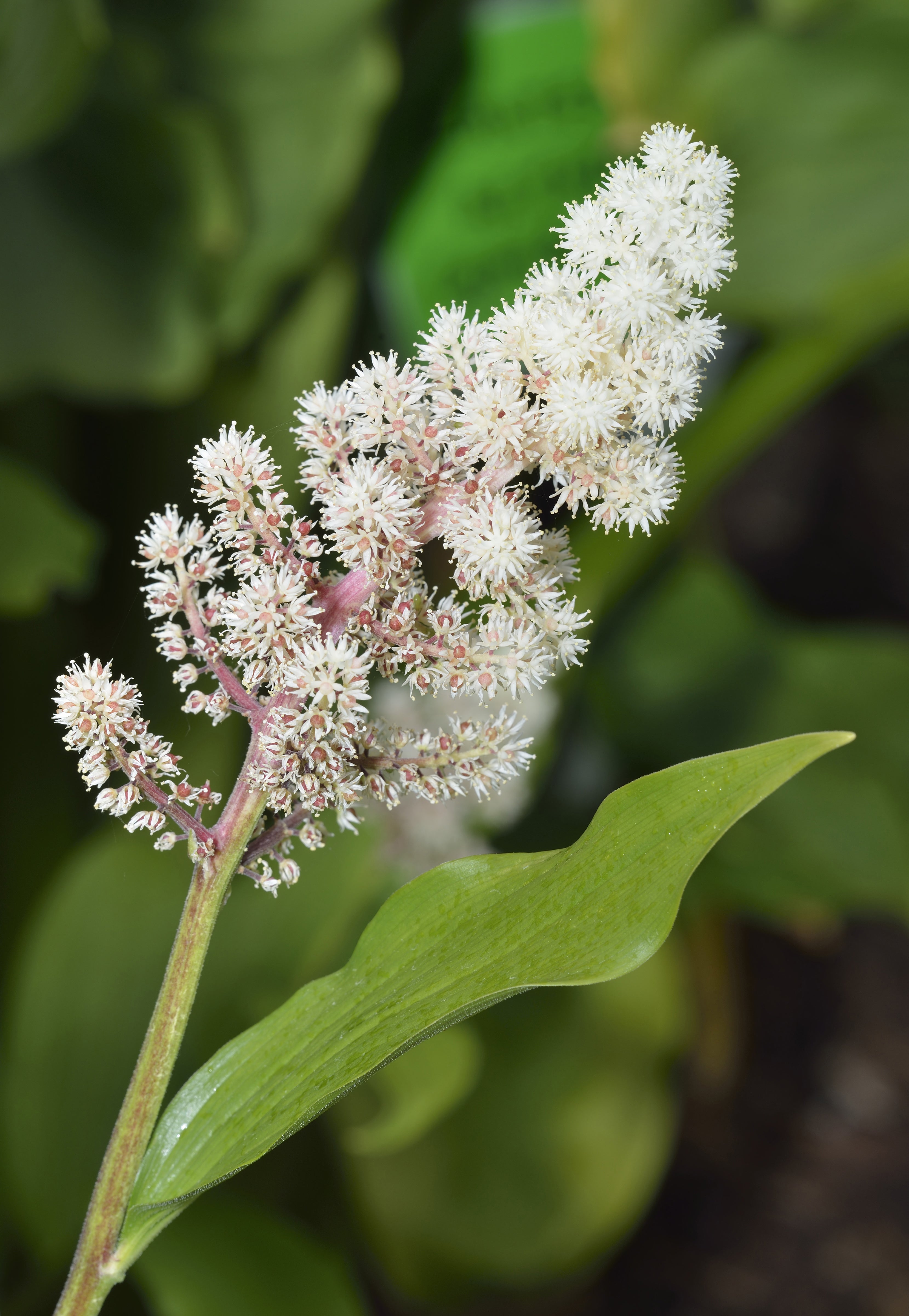 10 SOLOMON'S SPIKE White Western False Seal Maianthemum Racemosum Flower Seeds