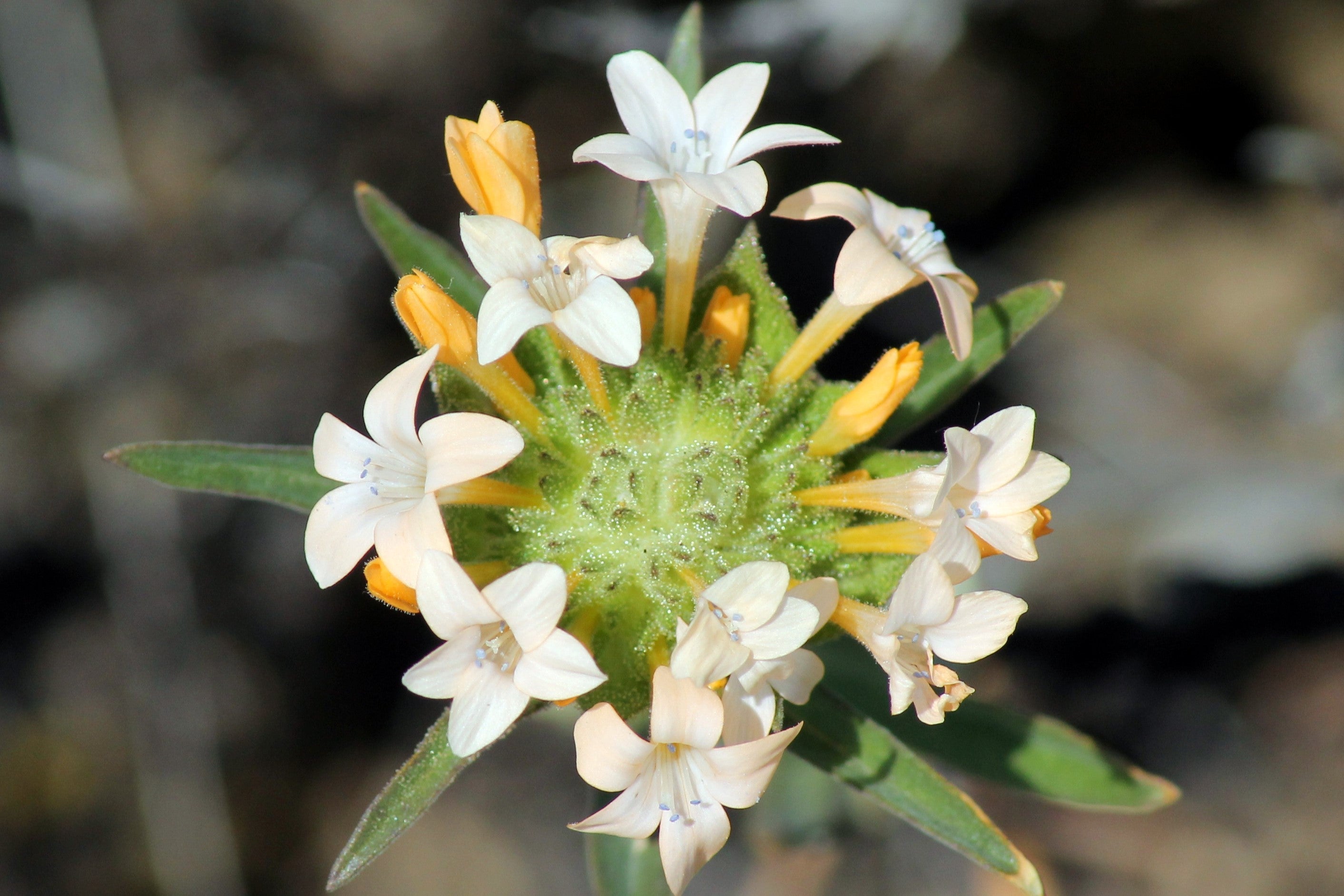 100 LARGE FLOWERED PHLOX Collomia Grandiflora Flower Seeds