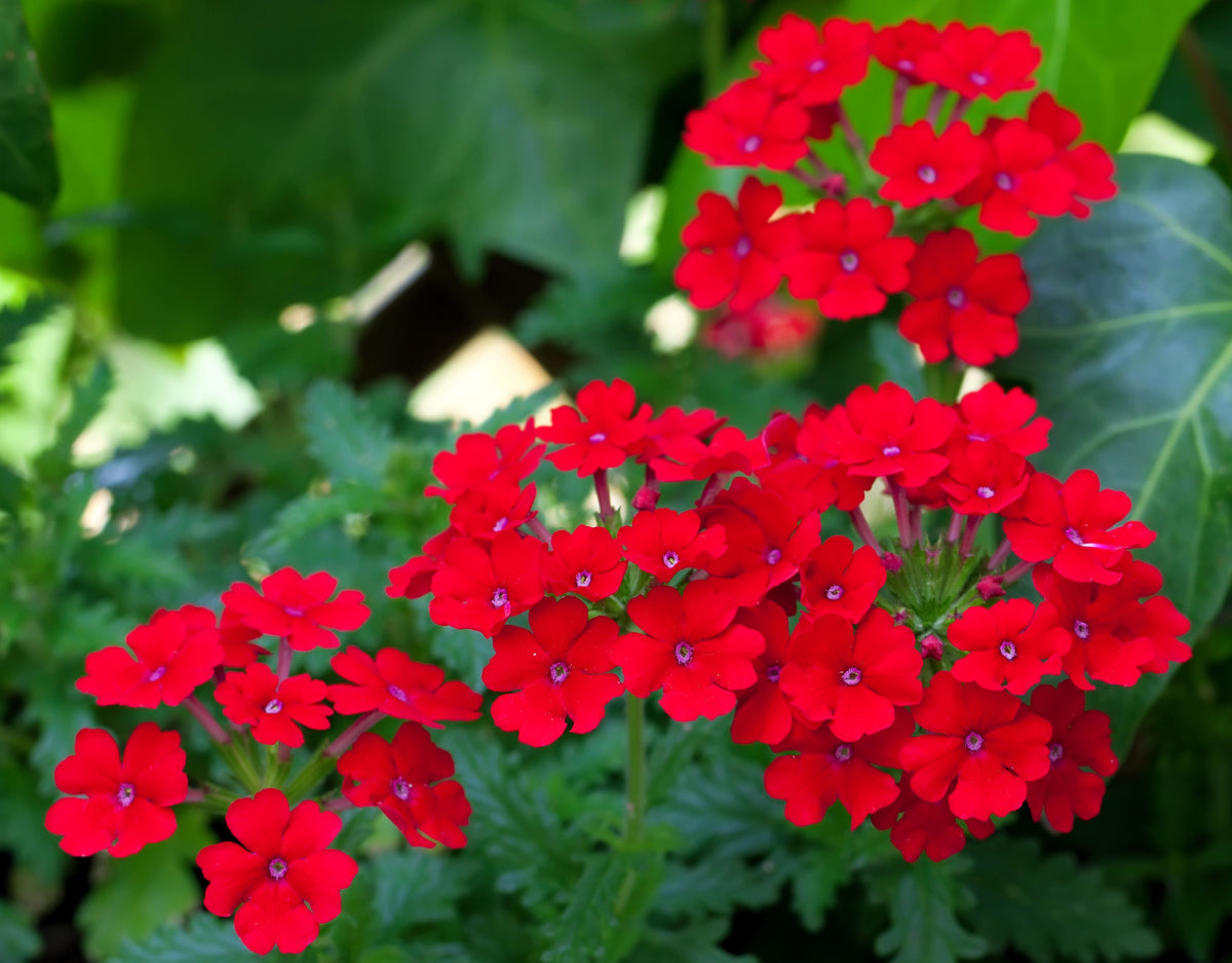 50 SCARLET VERBENA Red Nana Compacta Fragrant Flower Seeds