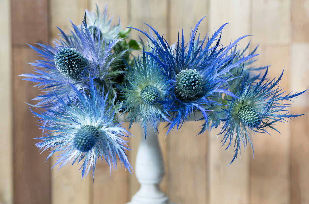 25 BLUE Star SEA HOLLY Eryngium Alpinum Flower Seeds