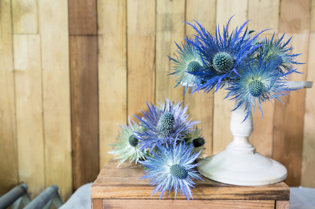 25 BLUE Star SEA HOLLY Eryngium Alpinum Flower Seeds