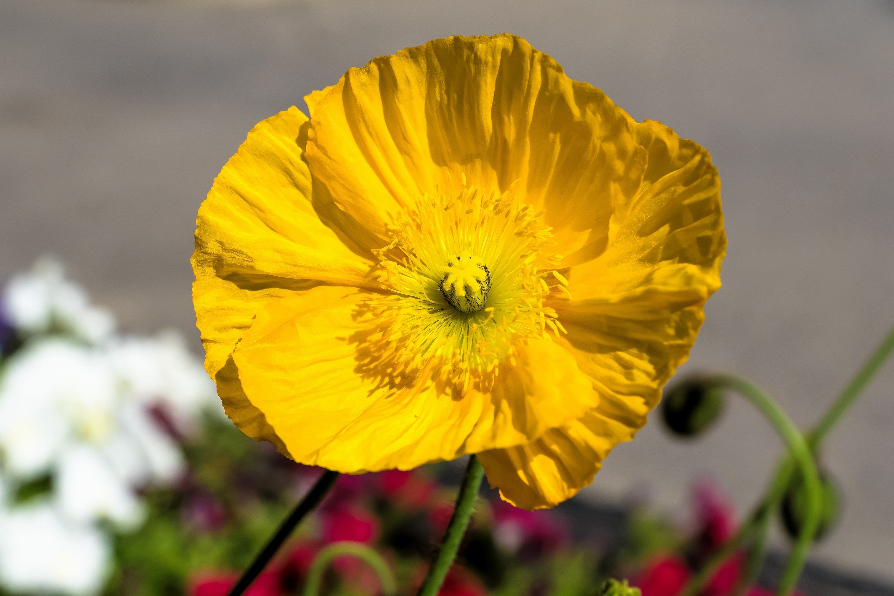 20 Yellow WELSH POPPY Meconopsis Papaver Cambricum Perennial Shade Flower Seeds