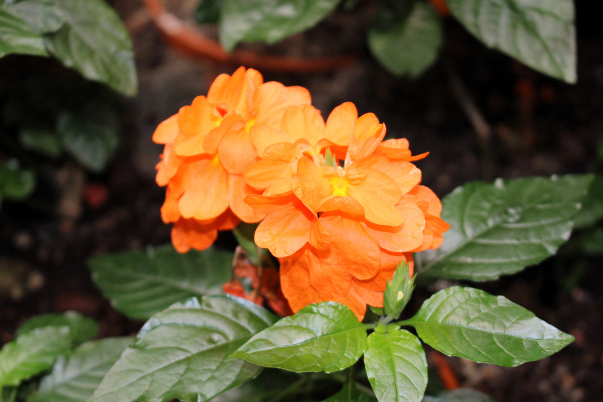 10 ORANGE MARMALADE CROSSANDRA Infundibuliformis Firecracker Flower Houseplant Seeds