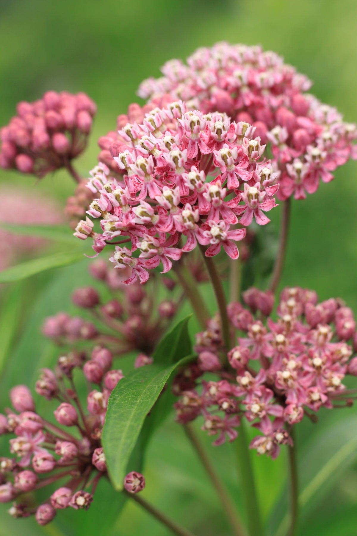 100 PINK MILKWEED Common Asclepias Syriaca Monarch Flower Seeds