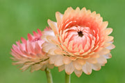 100 APRICOT & PEACH STRAWFLOWER Organic Mix Coral Paper Daisy Helichrysum Bracteatum Flower Seeds