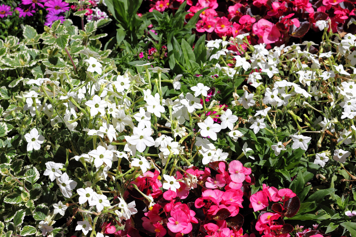 100 Organic WHITE NICOTIANA Flowering TOBACCO Nicotiana Alata Seeds