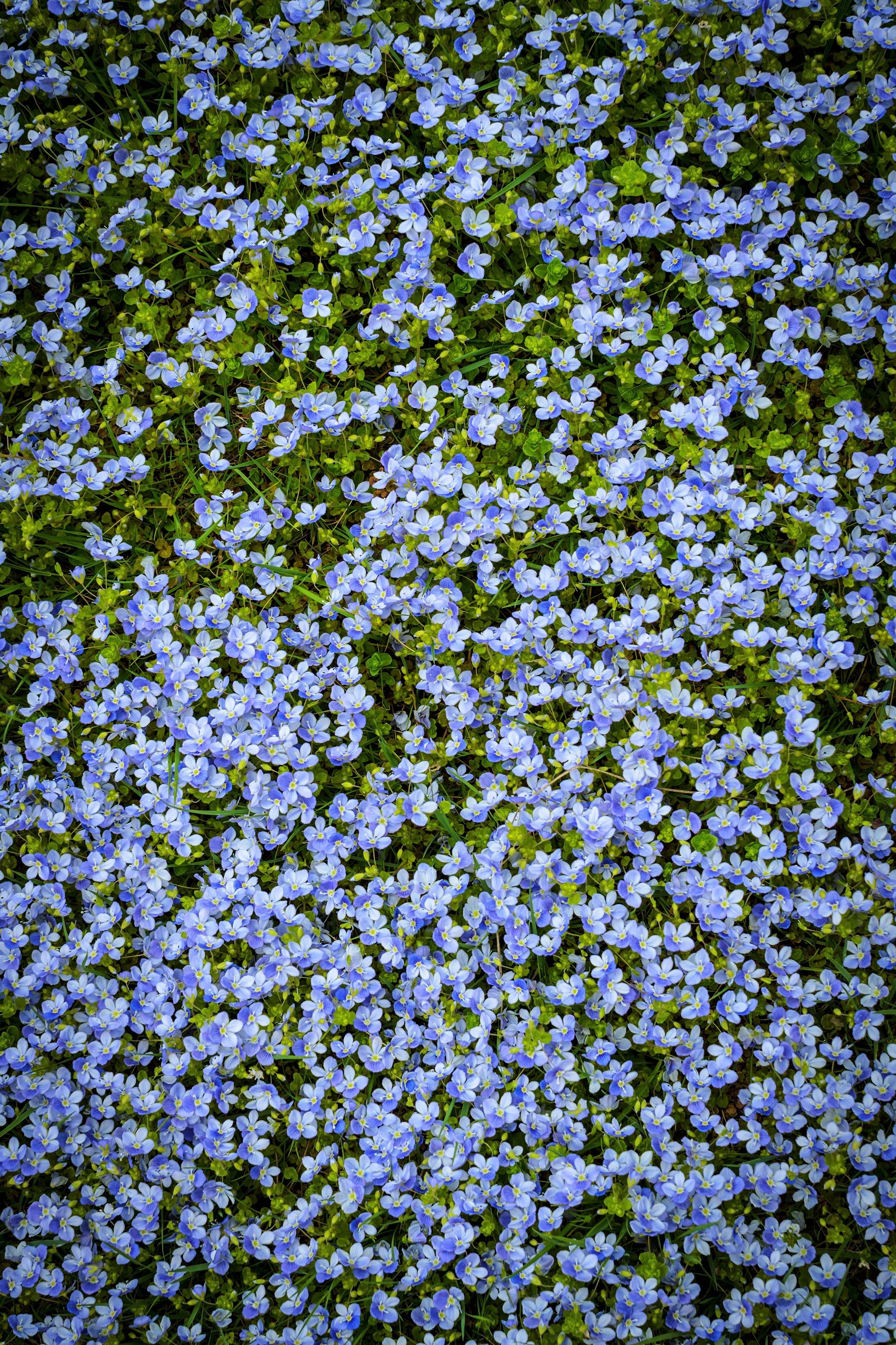 25 CREEPING BLUE SPEEDWELL Veronica Repens Groundcover Flower Seeds
