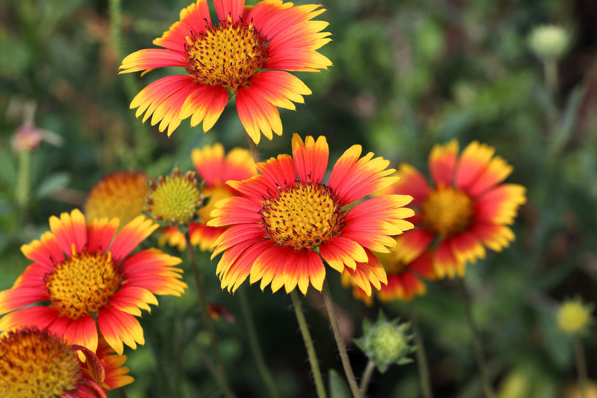 100 ARIZONA SUN GAILLARDIA Pulchella Indian Blanket Flower Seeds