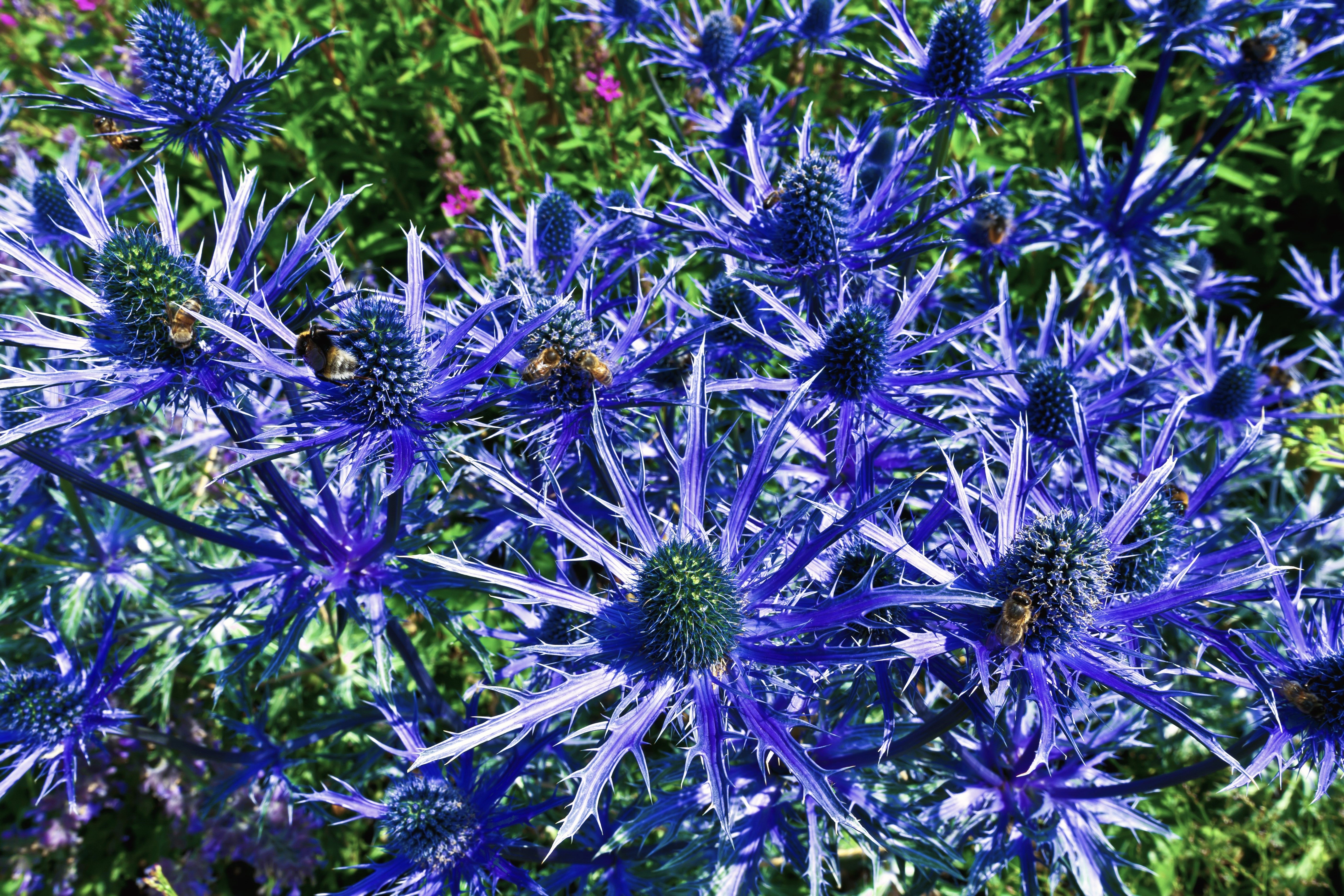 25 BLUE Star SEA HOLLY Eryngium Alpinum Flower Seeds