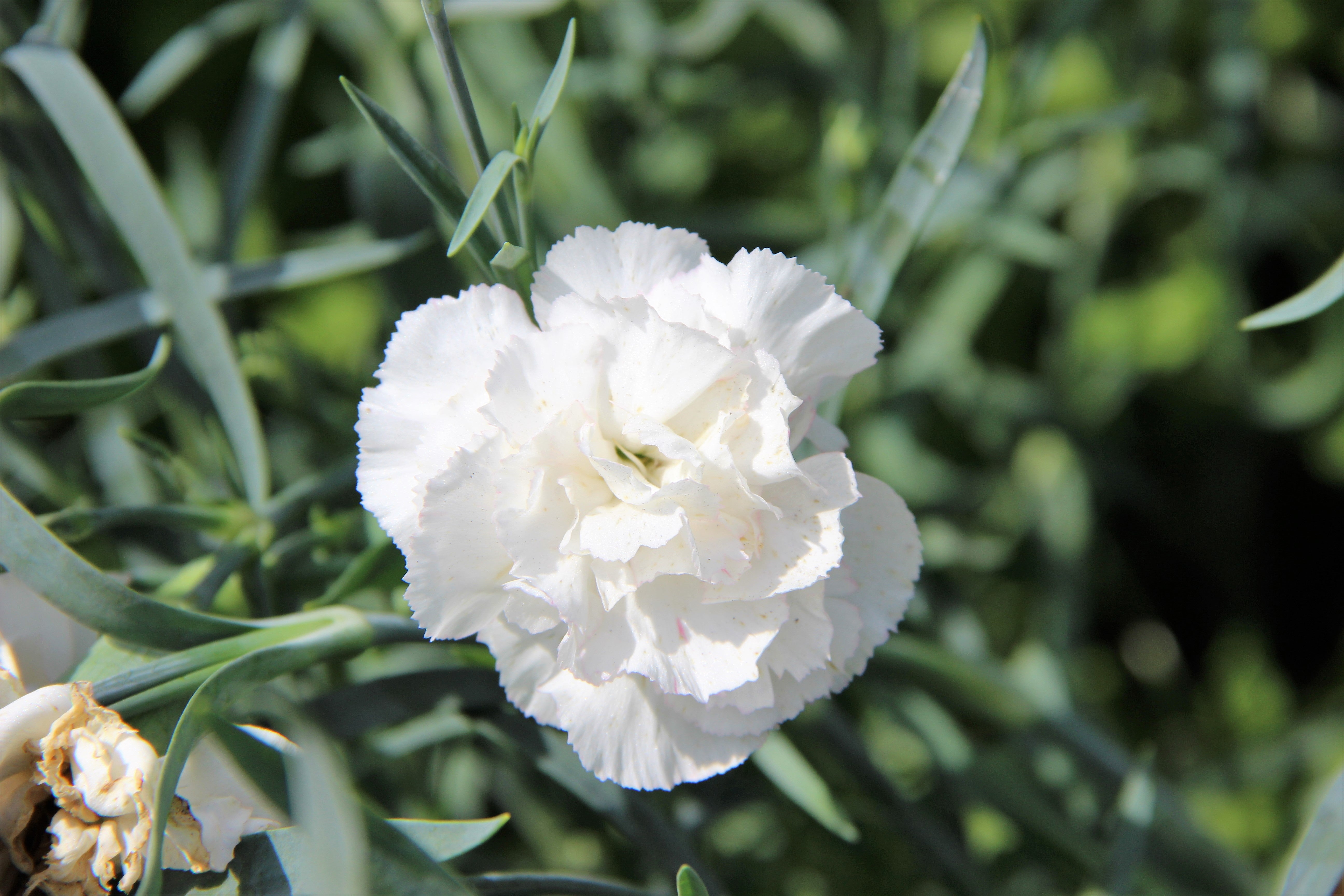 50 WHITE CARNATION Dianthus Caryophyllus Grenadin Flower Seeds