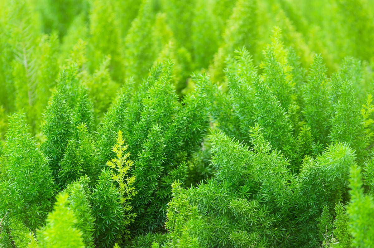 10 EMERALD ASPARAGUS FERN A. Densiflorus Mazeppa Houseplant Flower Seeds