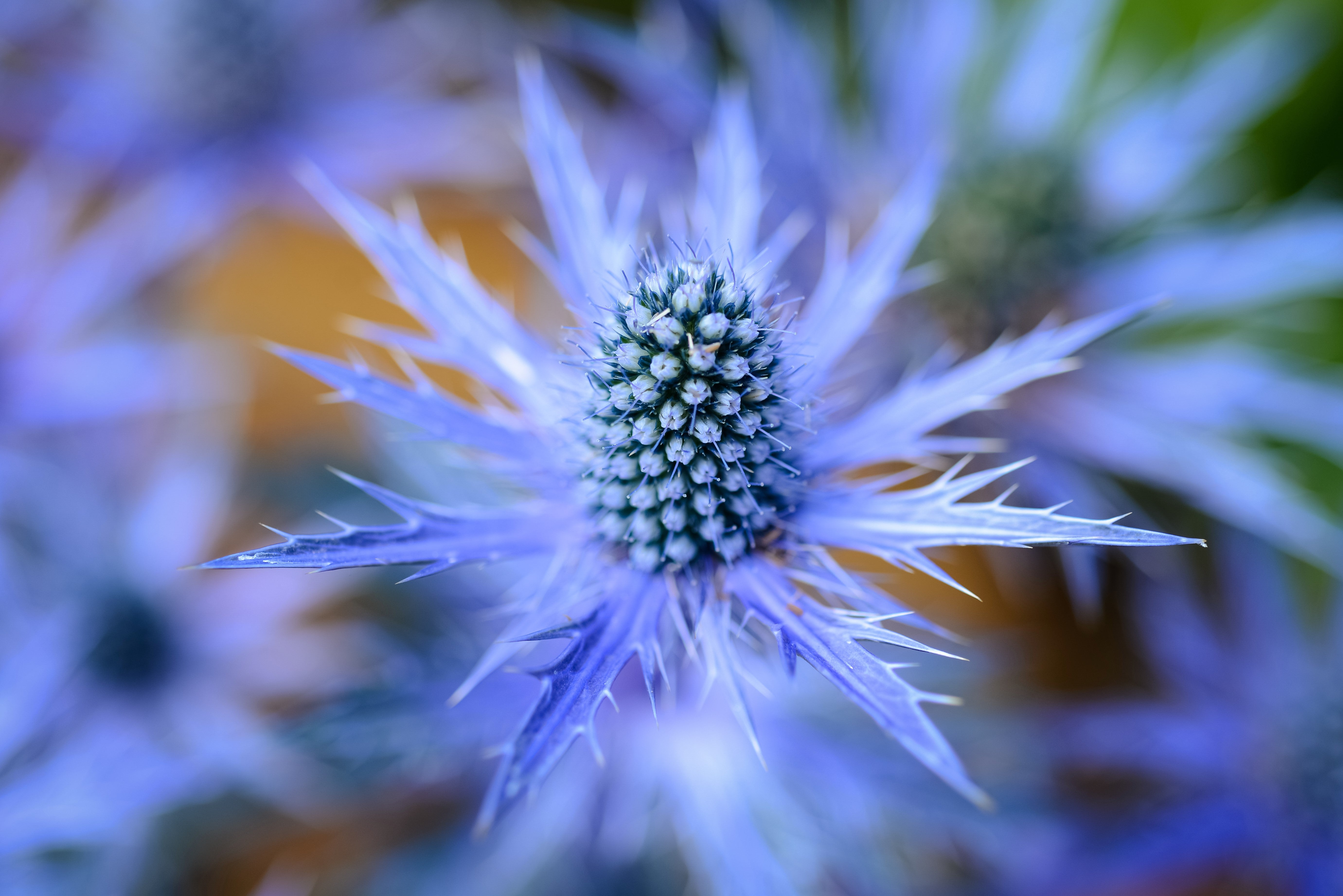 25 BLUE Star SEA HOLLY Eryngium Alpinum Flower Seeds