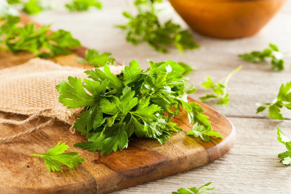 1500 FLAT LEAF PARSLEY Seeds Petroselinum Crispum Plain Single Italian Parsley Seeds