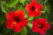 10 Luna RED HARDY HIBISCUS Hibiscus Moscheutos Balhibred Flower Seeds
