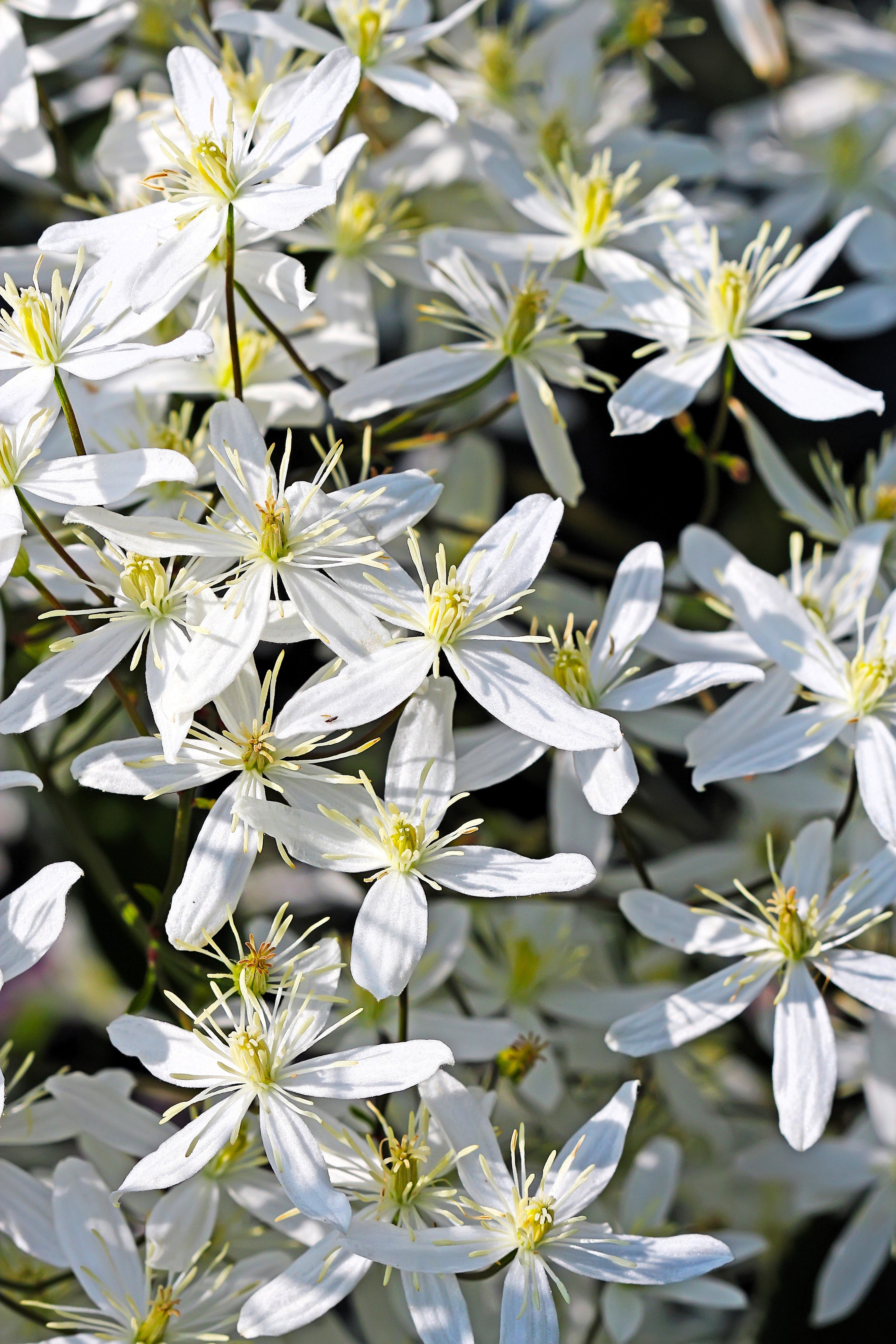 20 SWEET AUTUMN CLEMATIS Paniculata Fragrant White Flower Vine Seeds