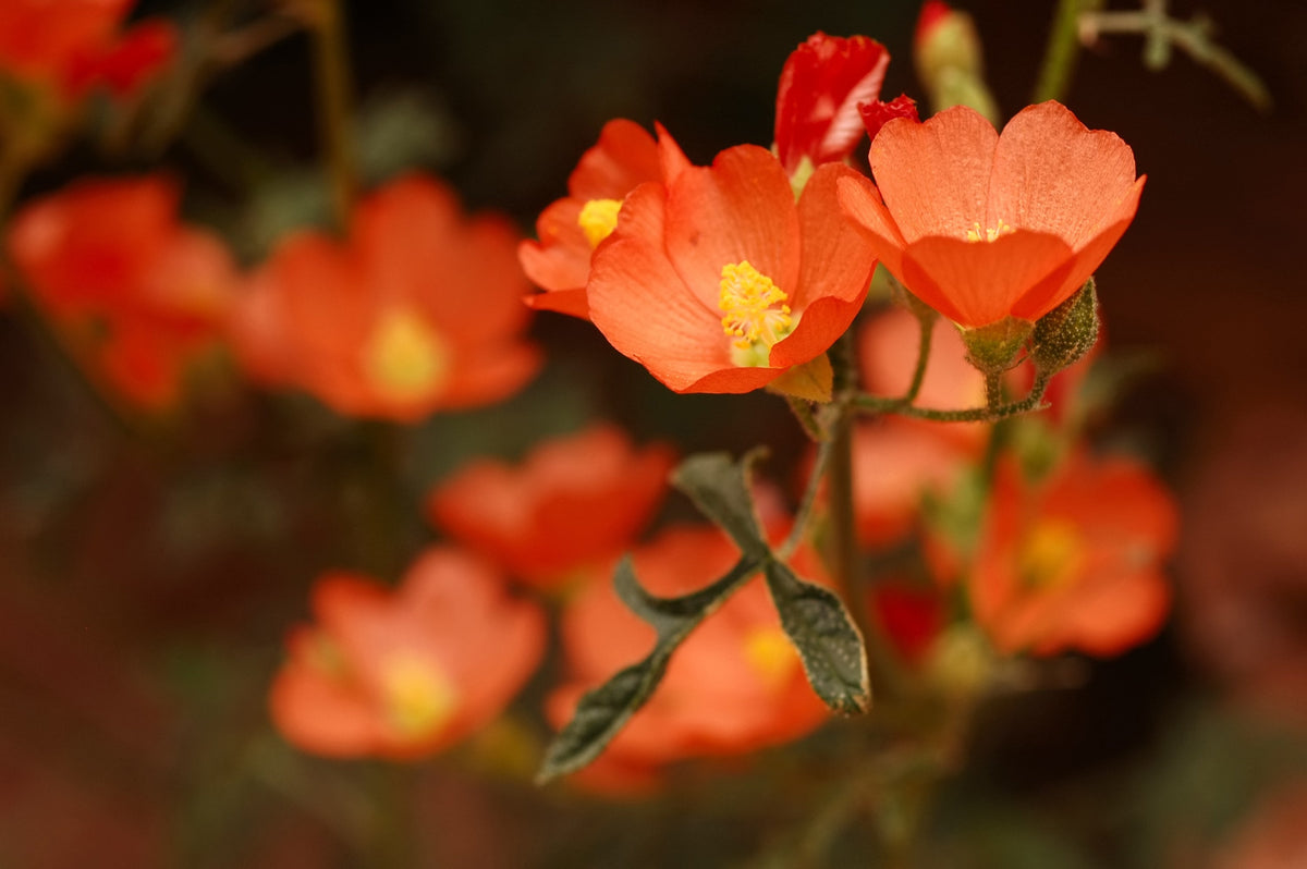 20 Apricot DESERT GLOBEMALLOW Mallow Sphaeralcea Ambigua Flower Seeds
