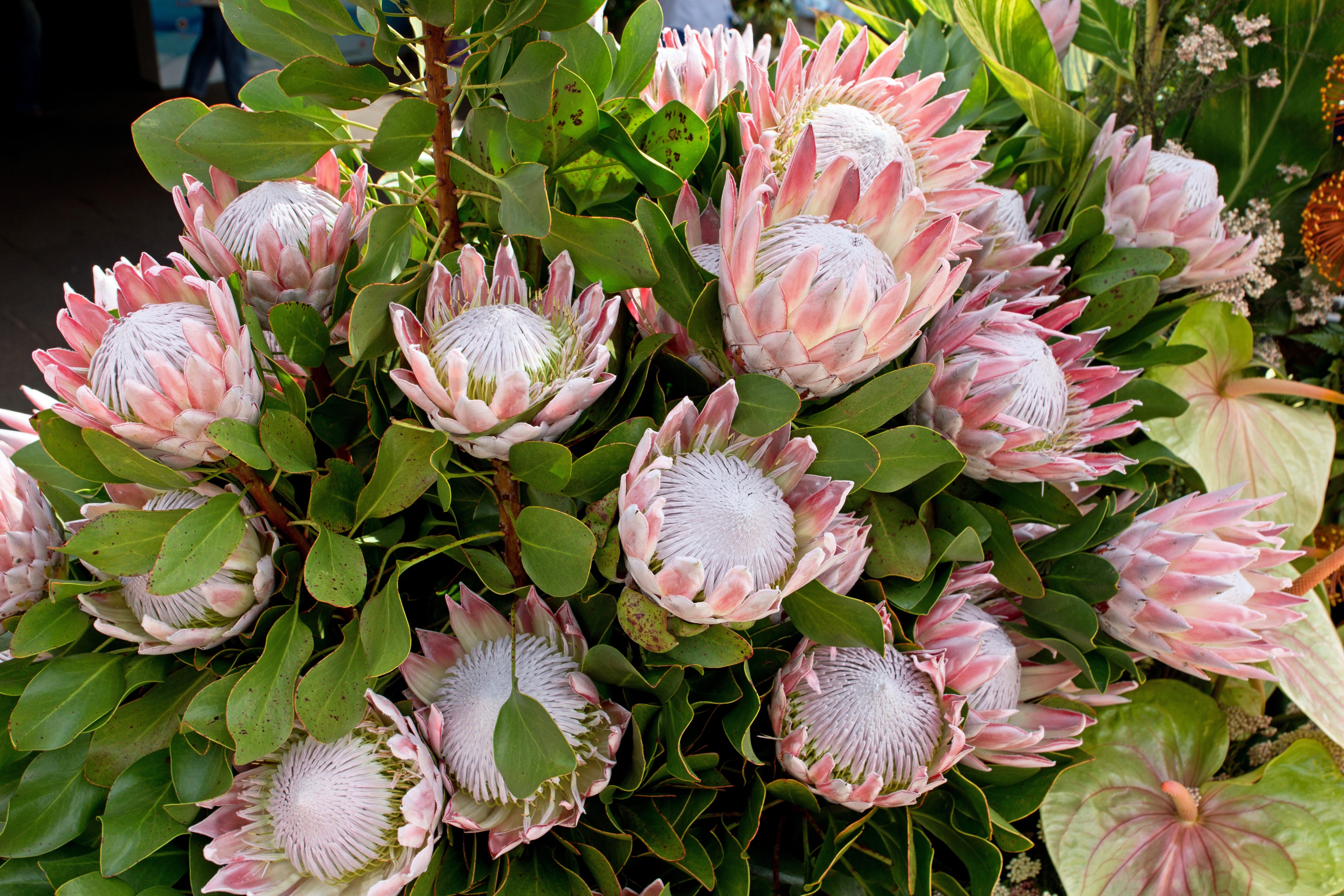 5 Giant KING PROTEA Cynaroides Sugarbush Rare 12" Flower Seeds