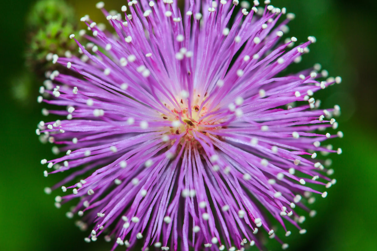 100 MIMOSA Pudica / SENSITIVE PLANT / Touch Me Not Flower Seeds
