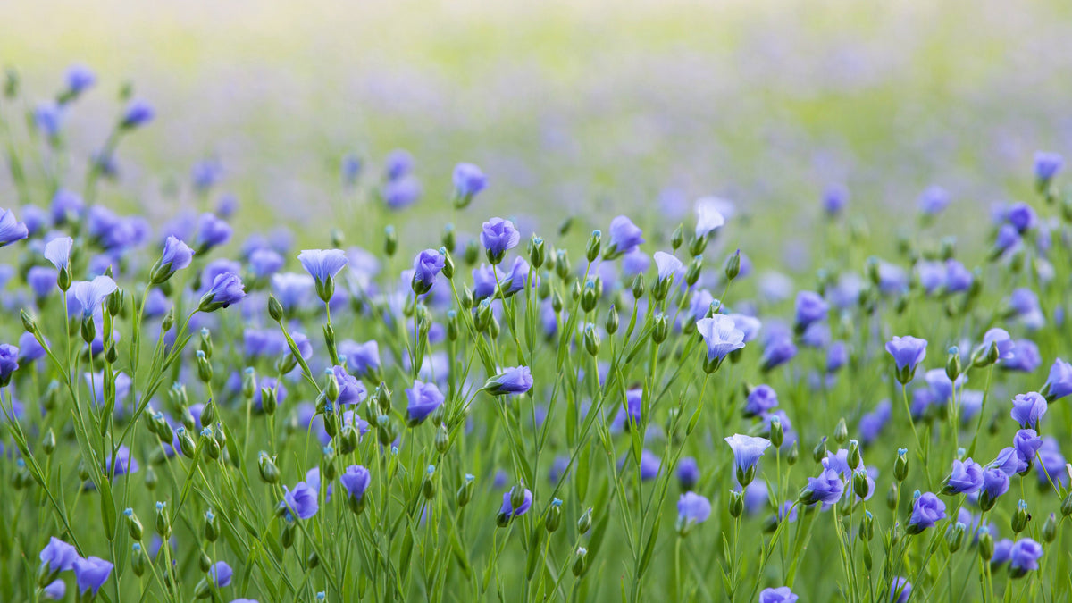 100 BLUE FLAX (Prairie Flax / Lewis Blue Flax) Linum Perenne Lewisii Flower Seeds