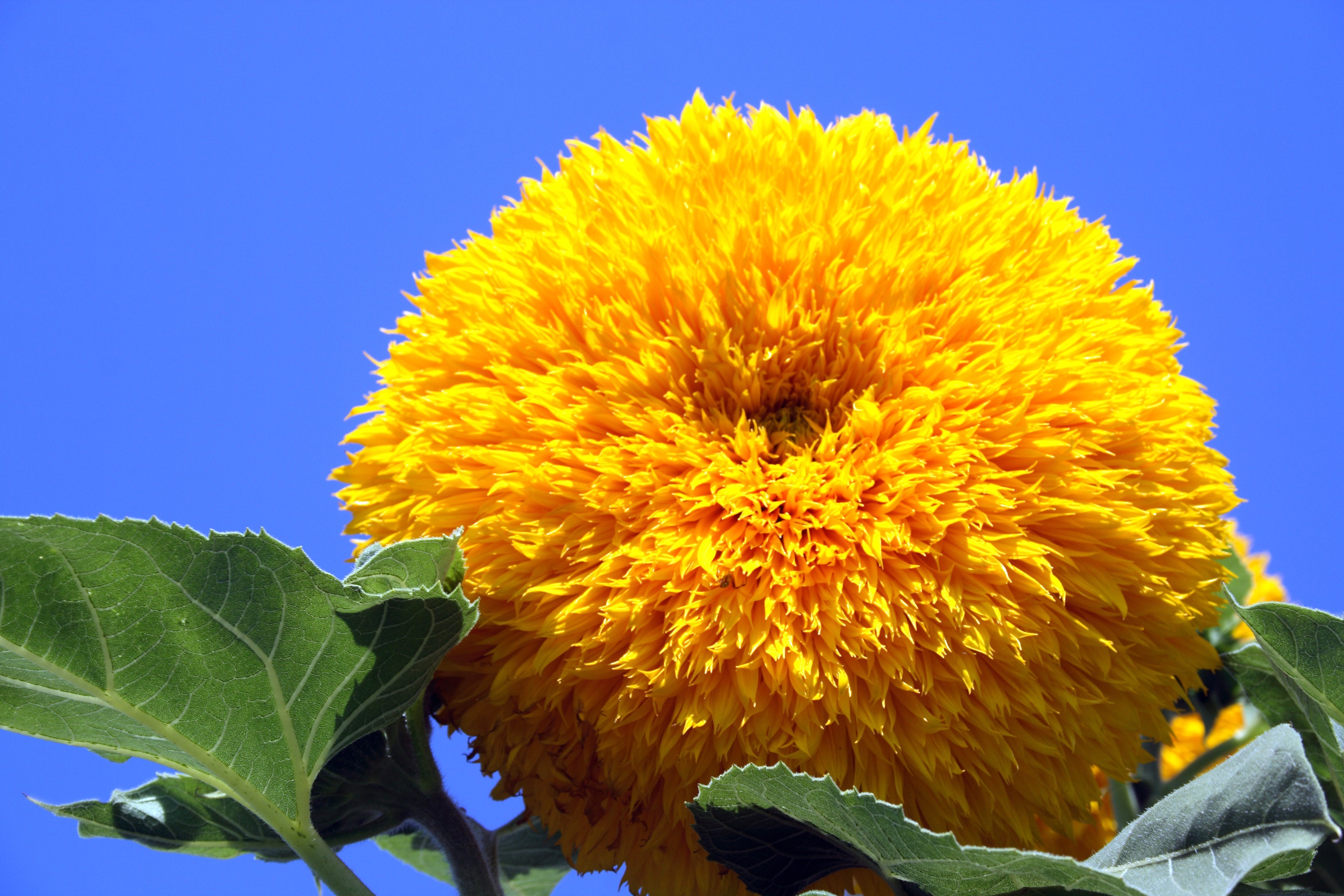 150 Double DWARF TEDDYBEAR SUNFLOWER Helianthus Annuus Yellow Flower Seeds