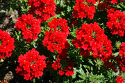 50 SCARLET VERBENA Red Nana Compacta Fragrant Flower Seeds