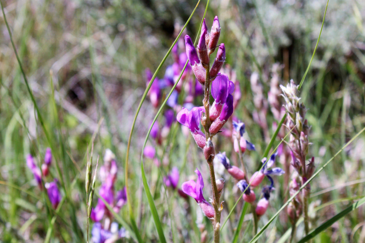 30 Purple LOCOWEED CRAZYWEED Oxytropis Lambertii Native Flower Seeds