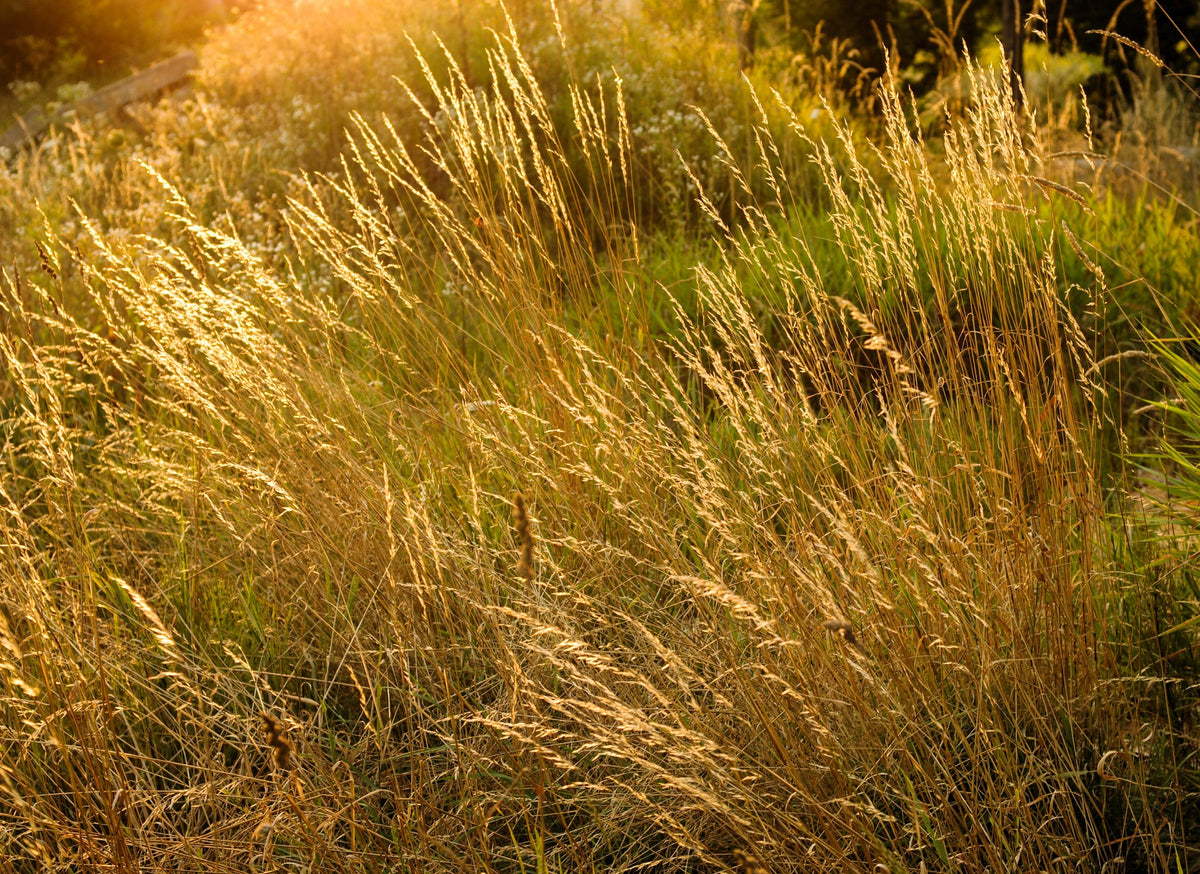 200 TUFTED HAIRGRASS Tussock Grass Deschampsia Cespitosa Moist Ornamental Native Seeds