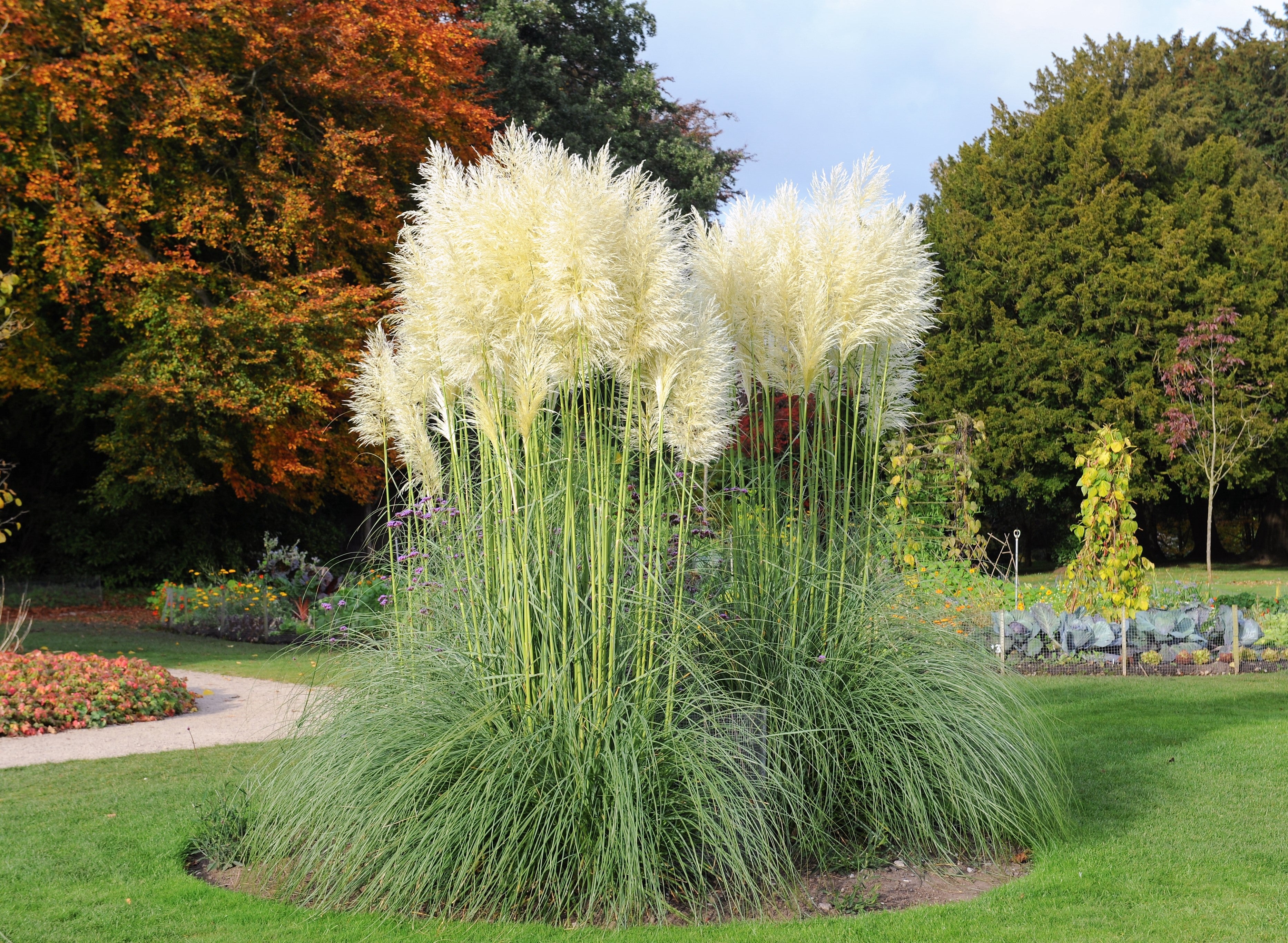 200 WHITE PAMPAS GRASS Cortaderia Selloana Ornamental Flower Seeds