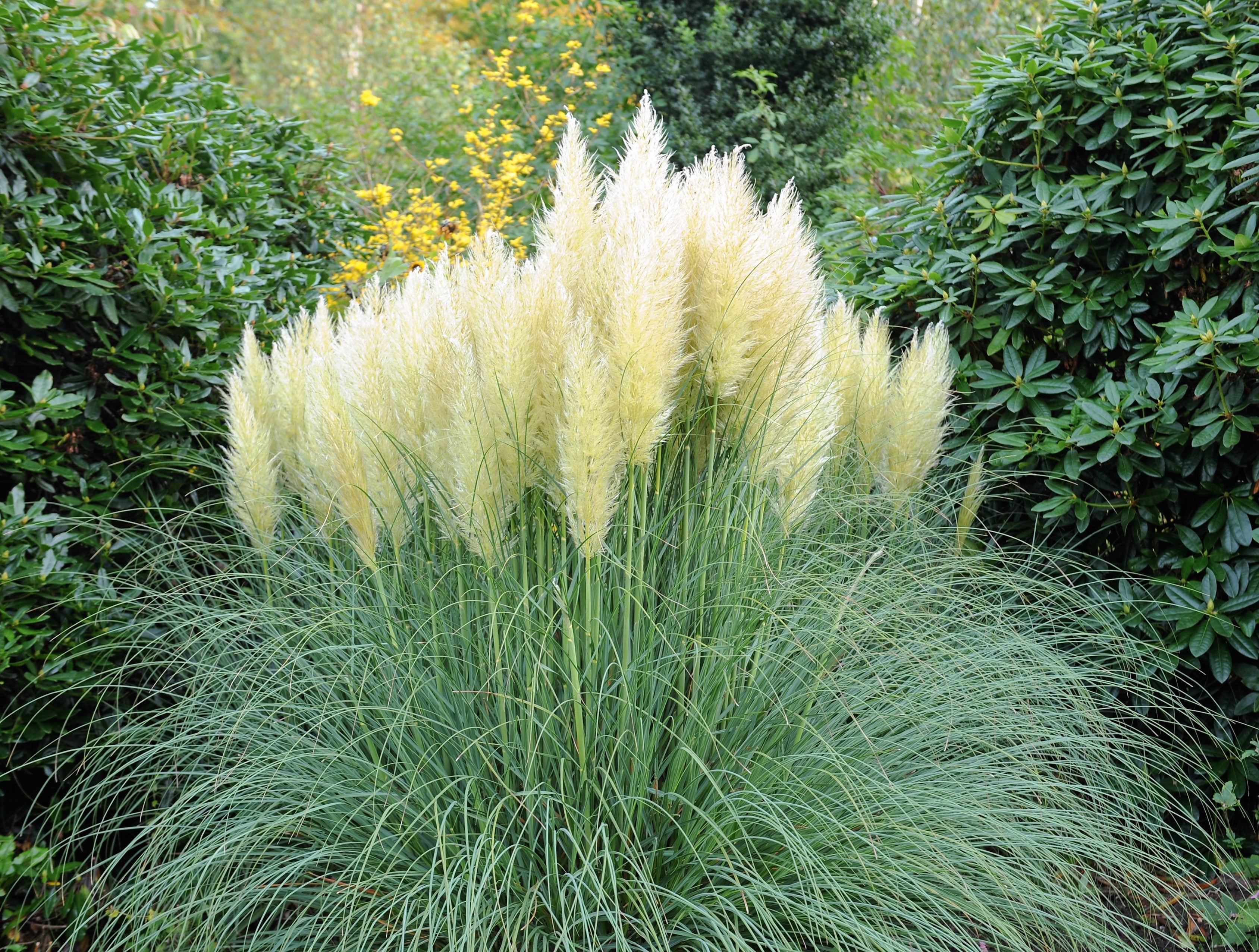200 WHITE PAMPAS GRASS Cortaderia Selloana Ornamental Flower Seeds