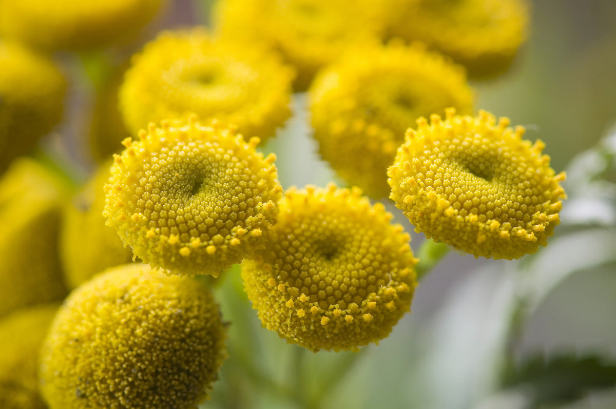 100 YELLOW TANSY Double Golden Buttons Fern Leaf Tanacetum Vulgare Flower Seeds