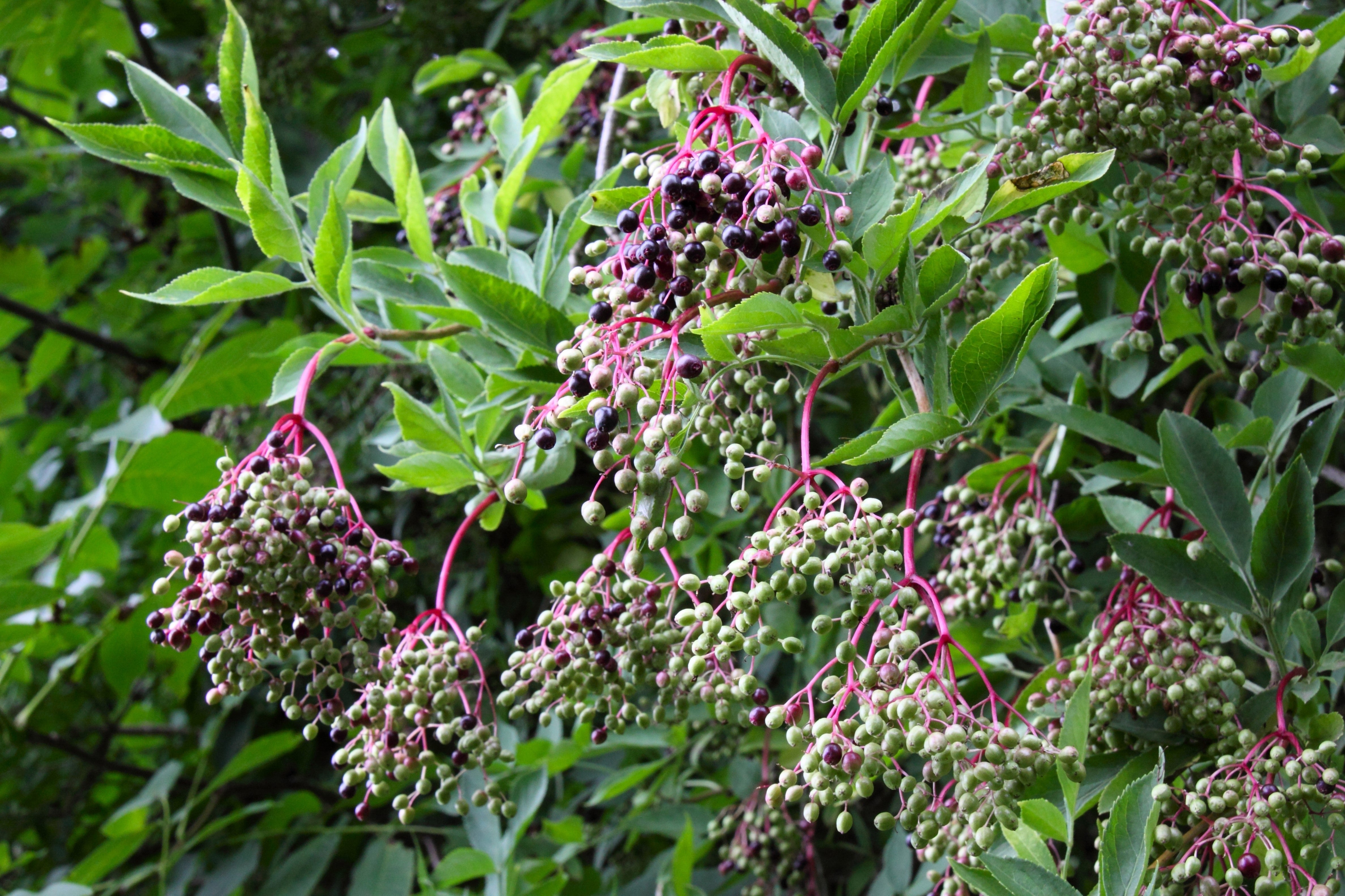 500 BULK American ELDERBERRY Fruit Bush Shrub Tree Sambucus Nigra Canadensis Seeds