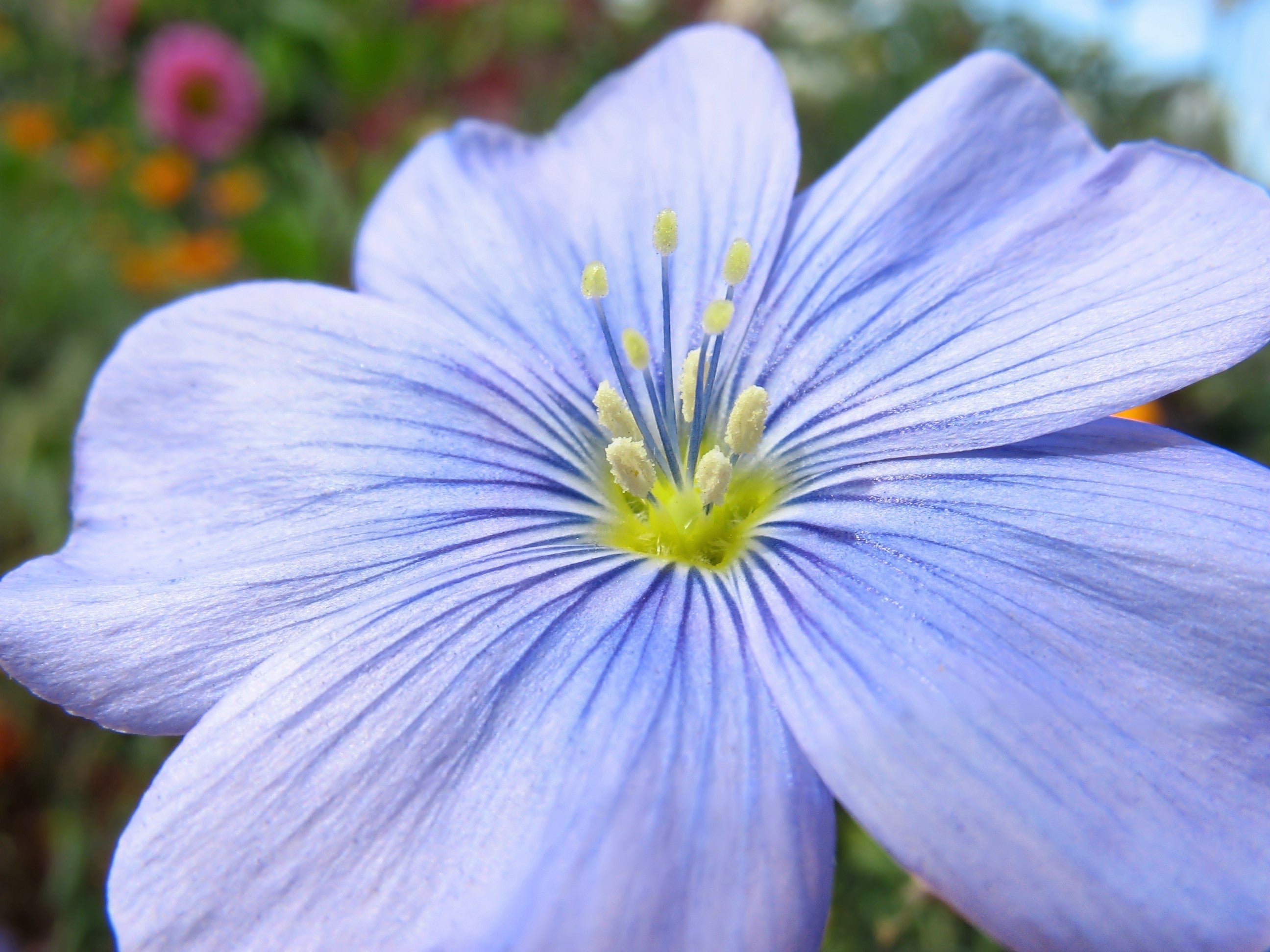 100 BLUE FLAX (Prairie Flax / Lewis Blue Flax) Linum Perenne Lewisii Flower Seeds