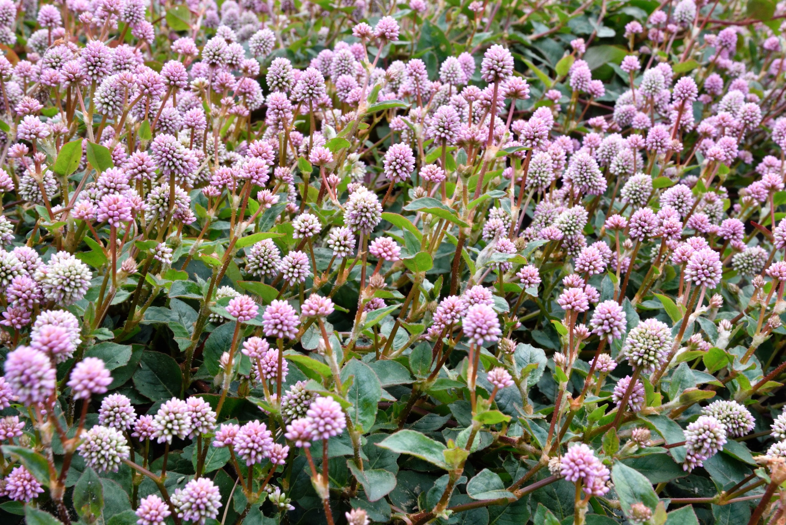 20 PUNCHING BALLS Pink Buttons Persicaria Capitata Polygonum Flower Seeds