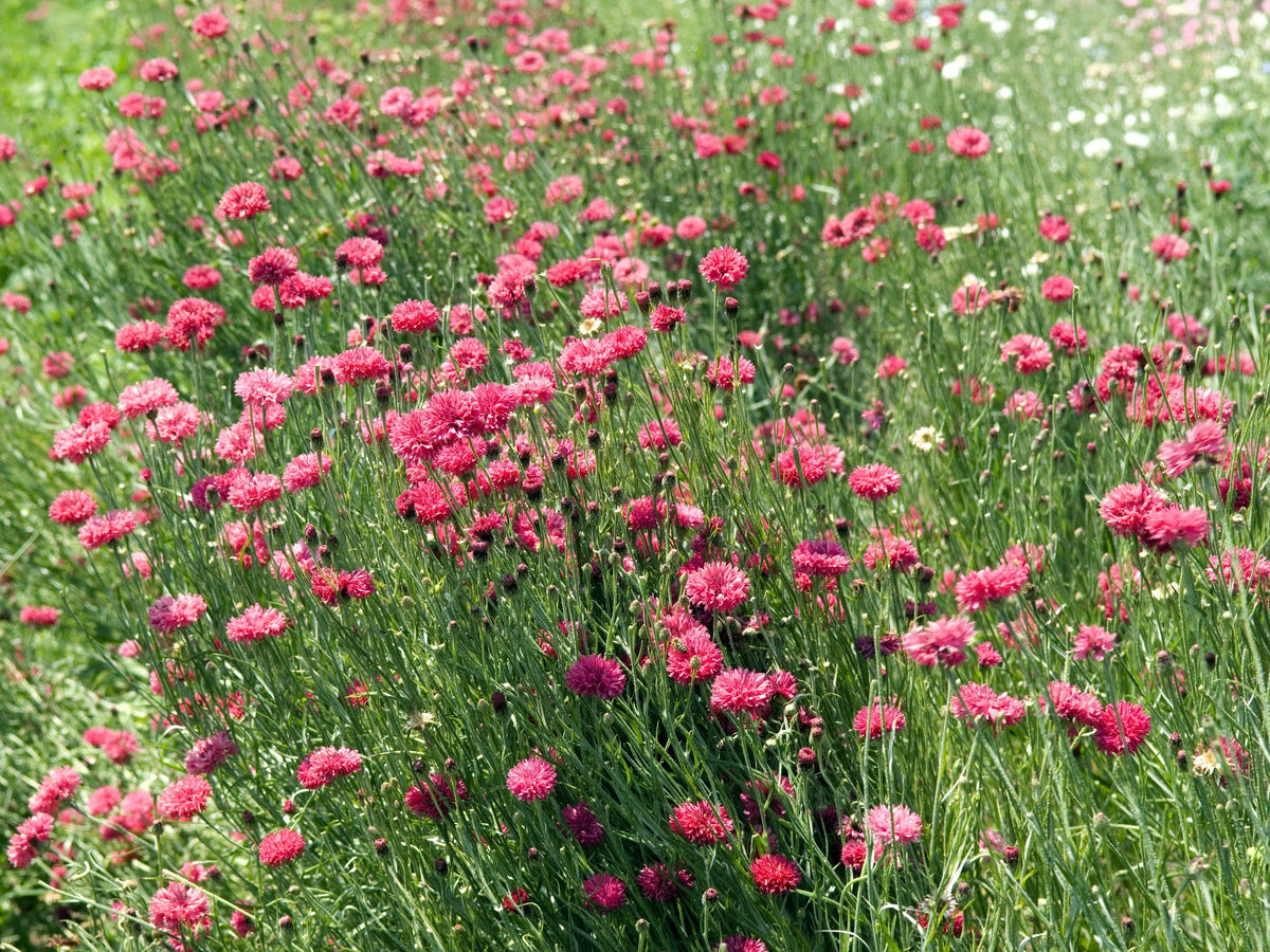 750 Red BACHELOR'S BUTTON / CORNFLOWER Centaurea Cyanus Flower Seeds