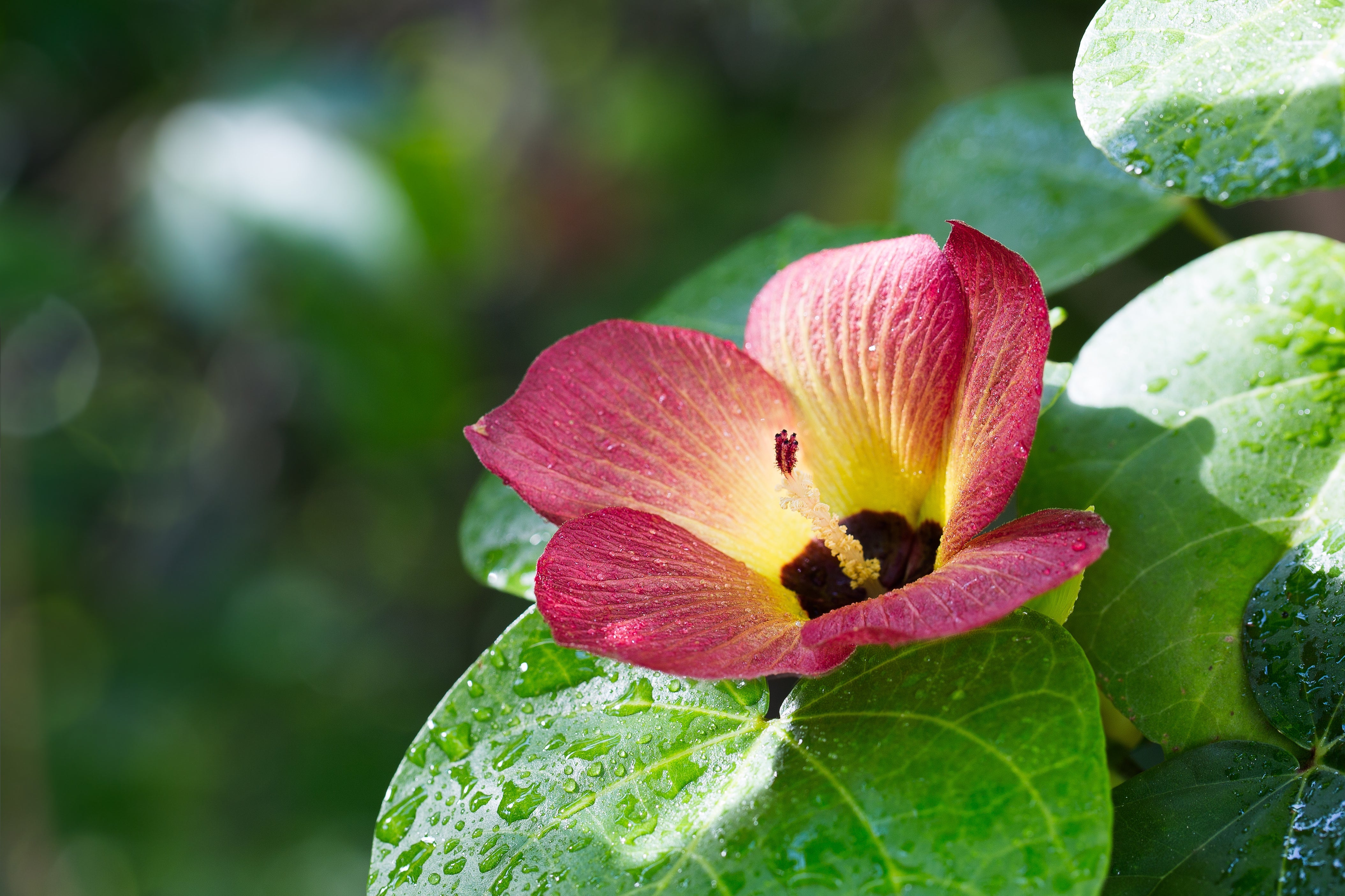 10 PORTIA TREE Yellow Pink Purple Flowers Change Color Pacific Rosewood Tulip Thespesia Populnea Seeds