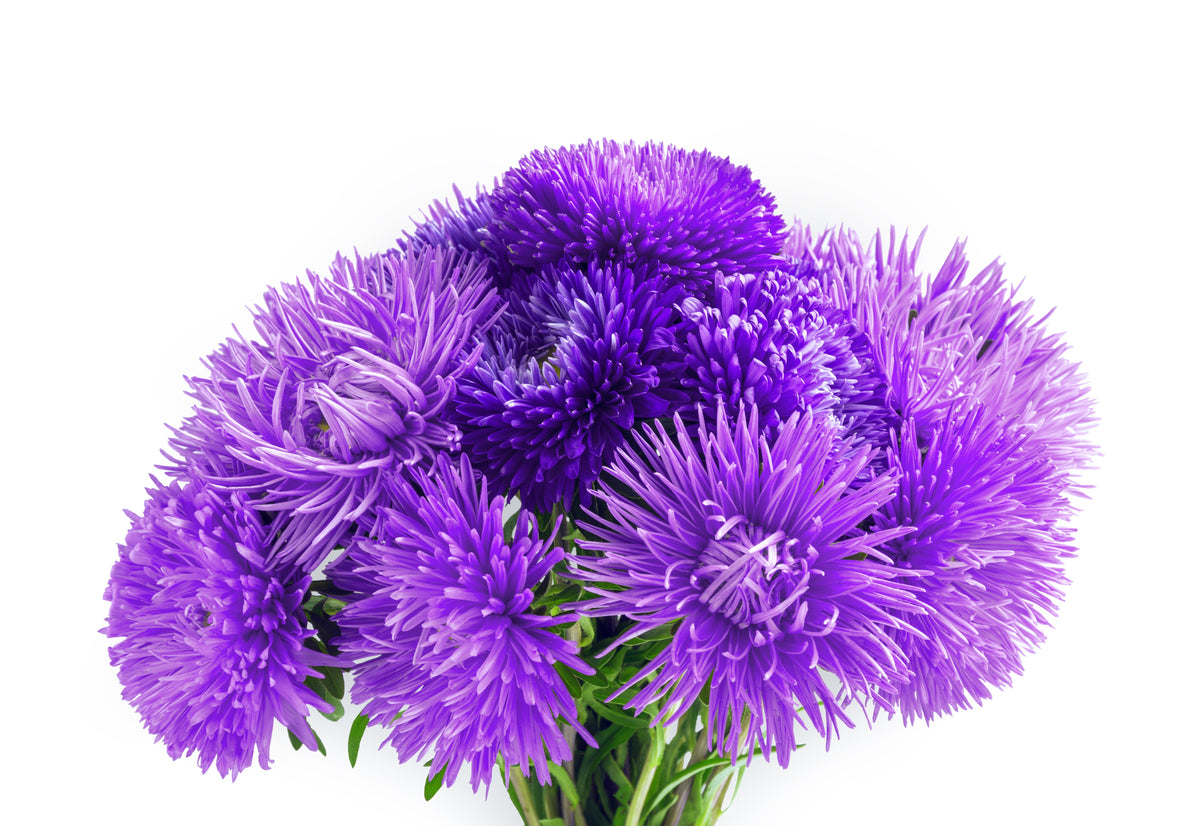 30 VIOLET Purple NEEDLE ASTER Callistephus Chinensis Unicom Flower Seeds