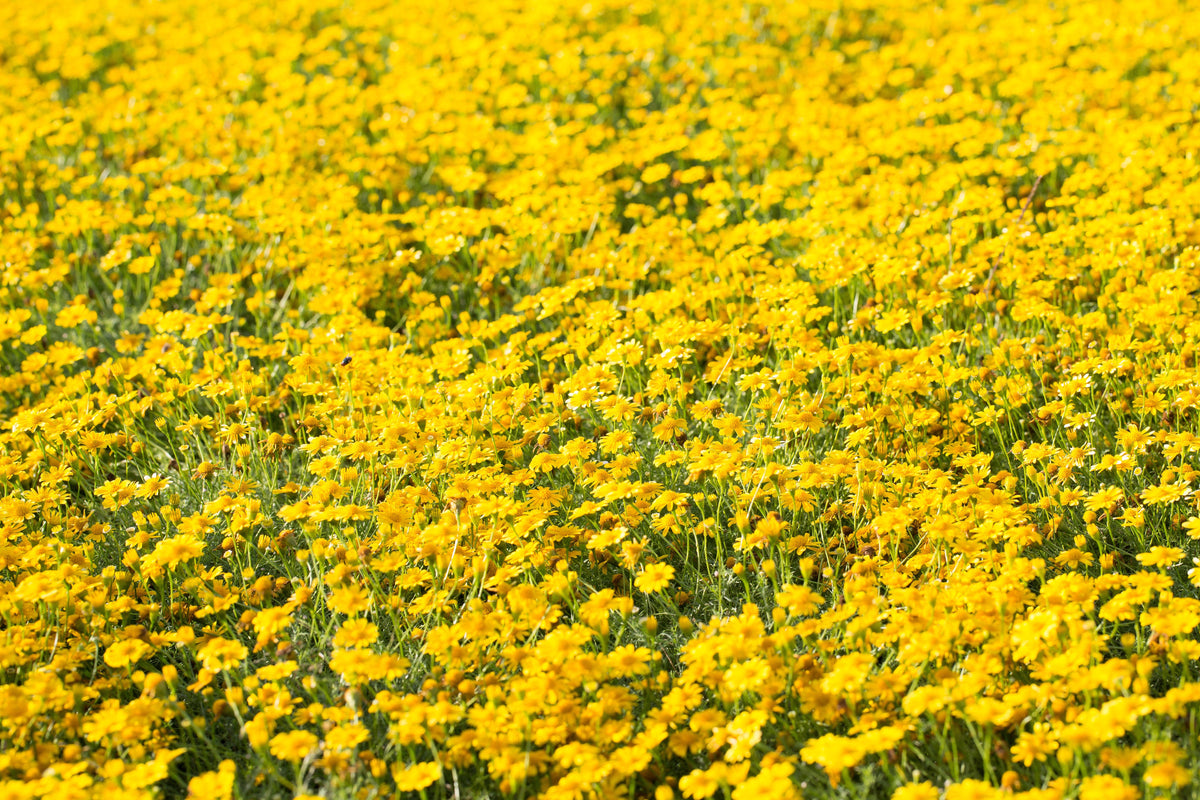 1000 DAHLBERG DAISY Thymophylla Tenuiloba Yellow Flower Seeds - aka Golden Fleece, Gold Carpet,  Shooting Star